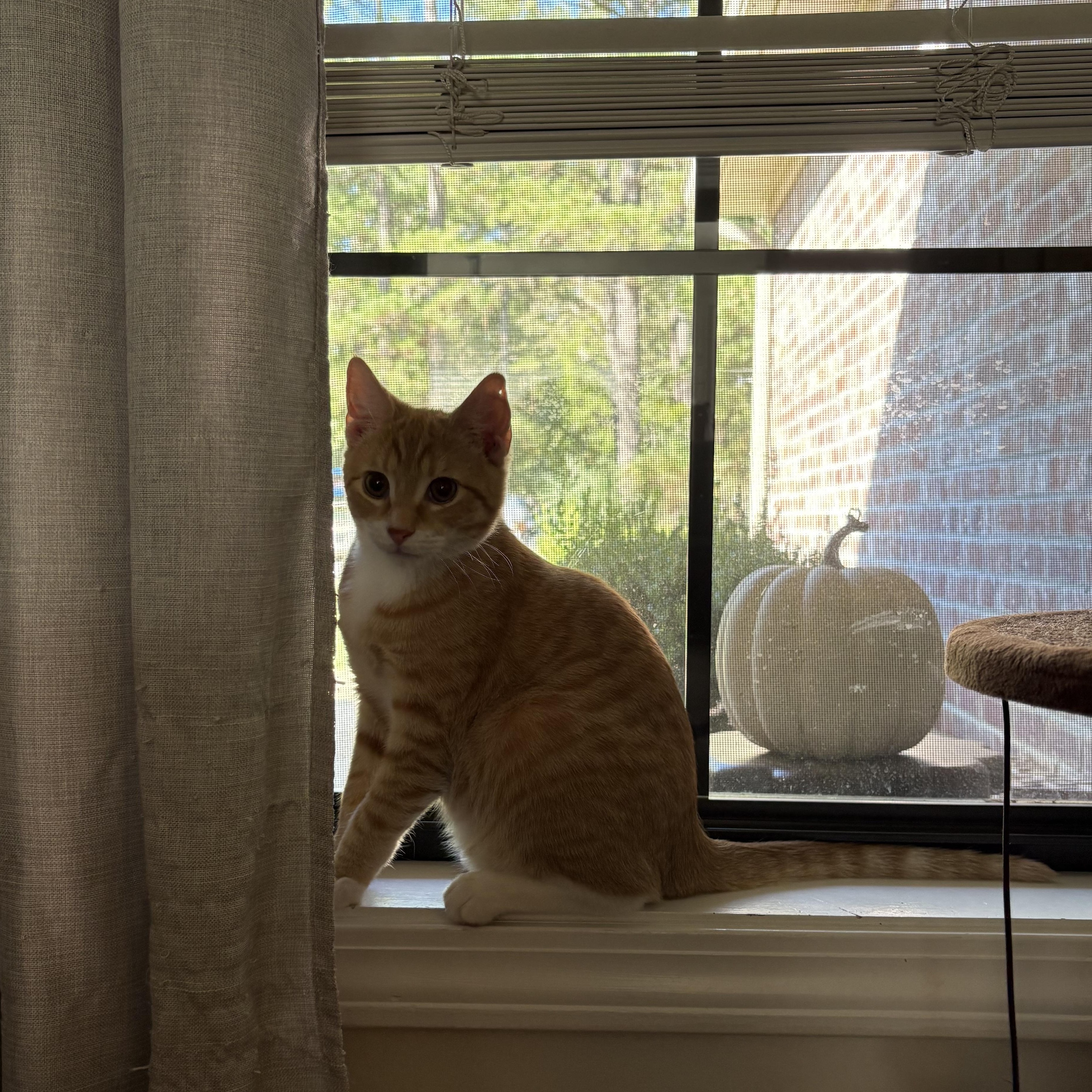 Enlarge Crush, a Adoptable Domestic Short Hair in Mississippi State, MS image 5/6