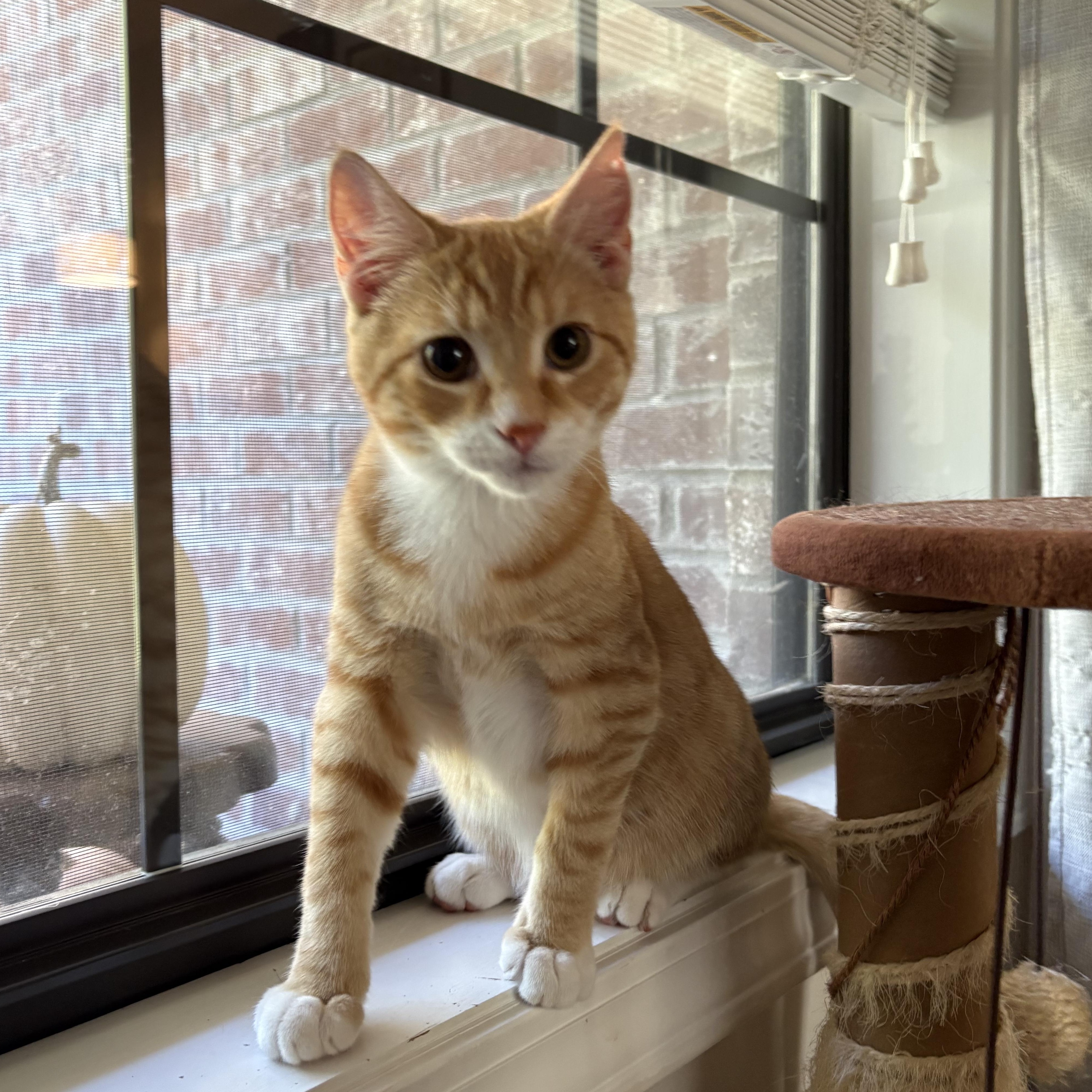 Enlarge Crush, a Adoptable Domestic Short Hair in Mississippi State, MS image 4/6