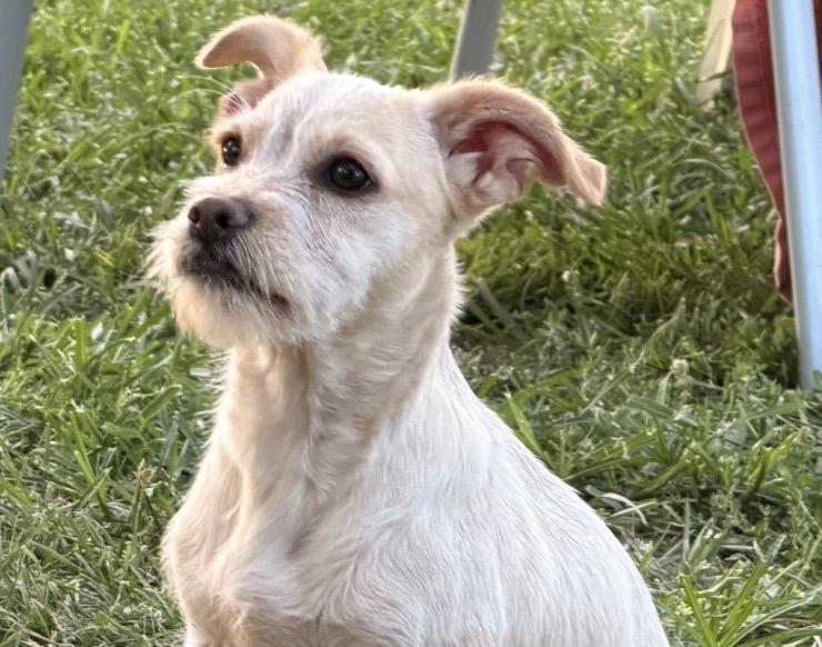 Enlarge PENNY THE AMAZING, a Adopted mixed breed in woodland, CA image 3/6