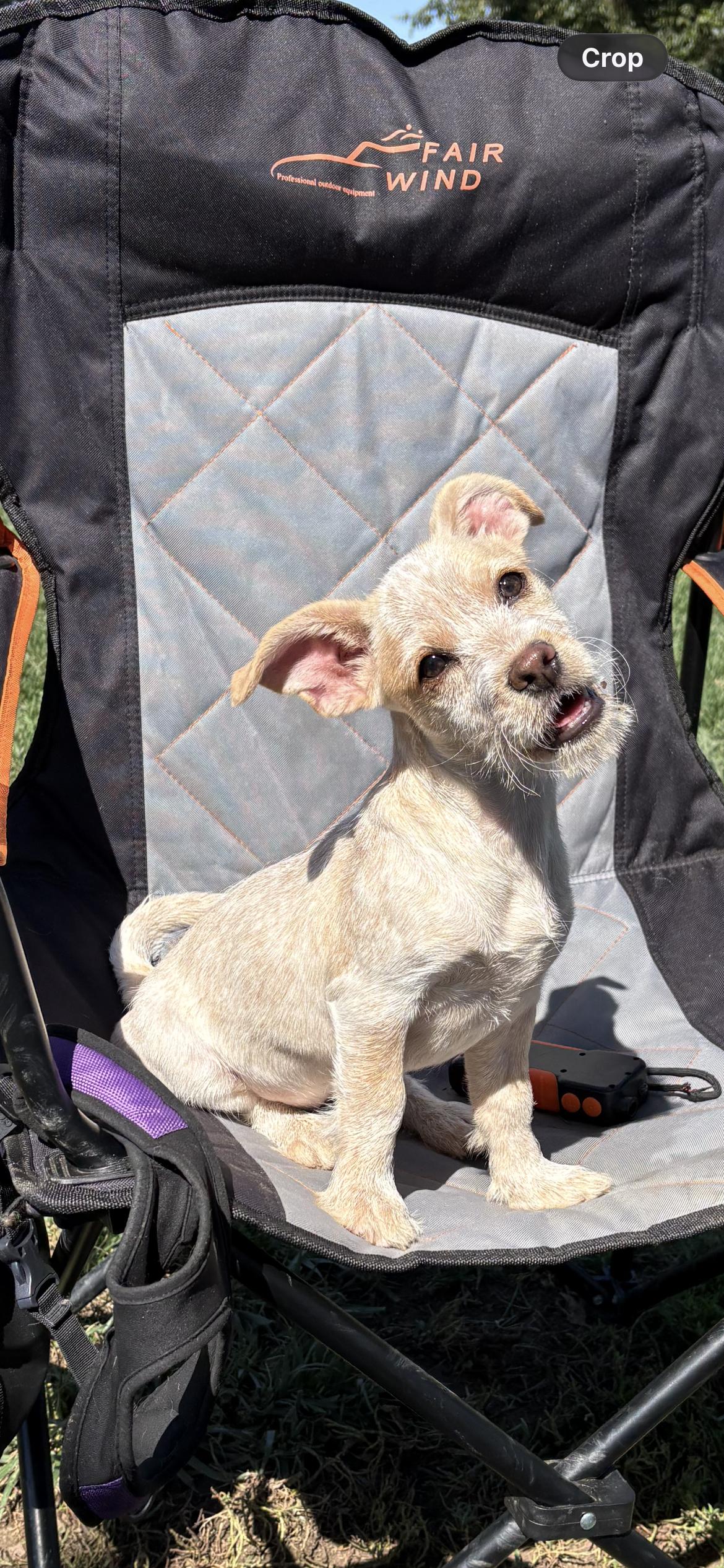 Enlarge PENNY THE AMAZING, a Adopted mixed breed in woodland, CA image 2/6