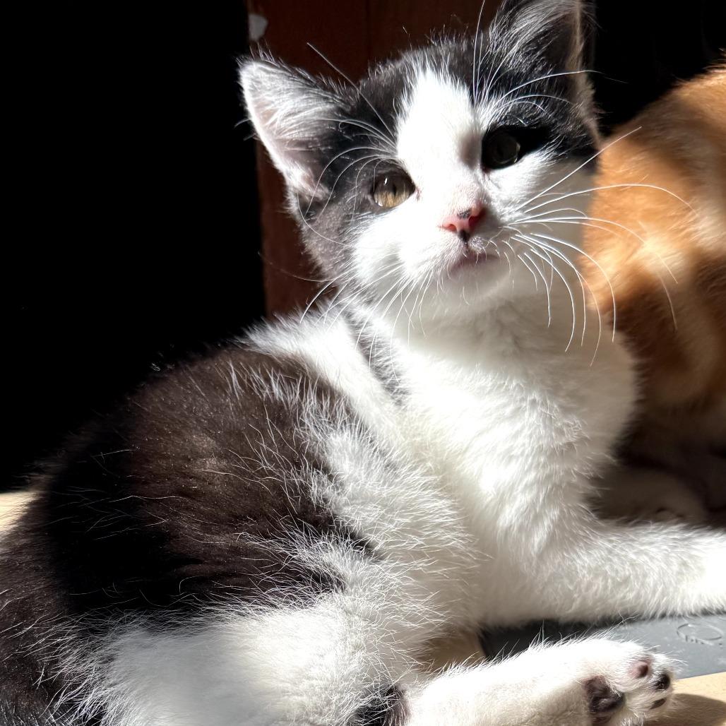 Enlarge Otto, a Adoptable Domestic Short Hair in Muncie, IN image 1/1