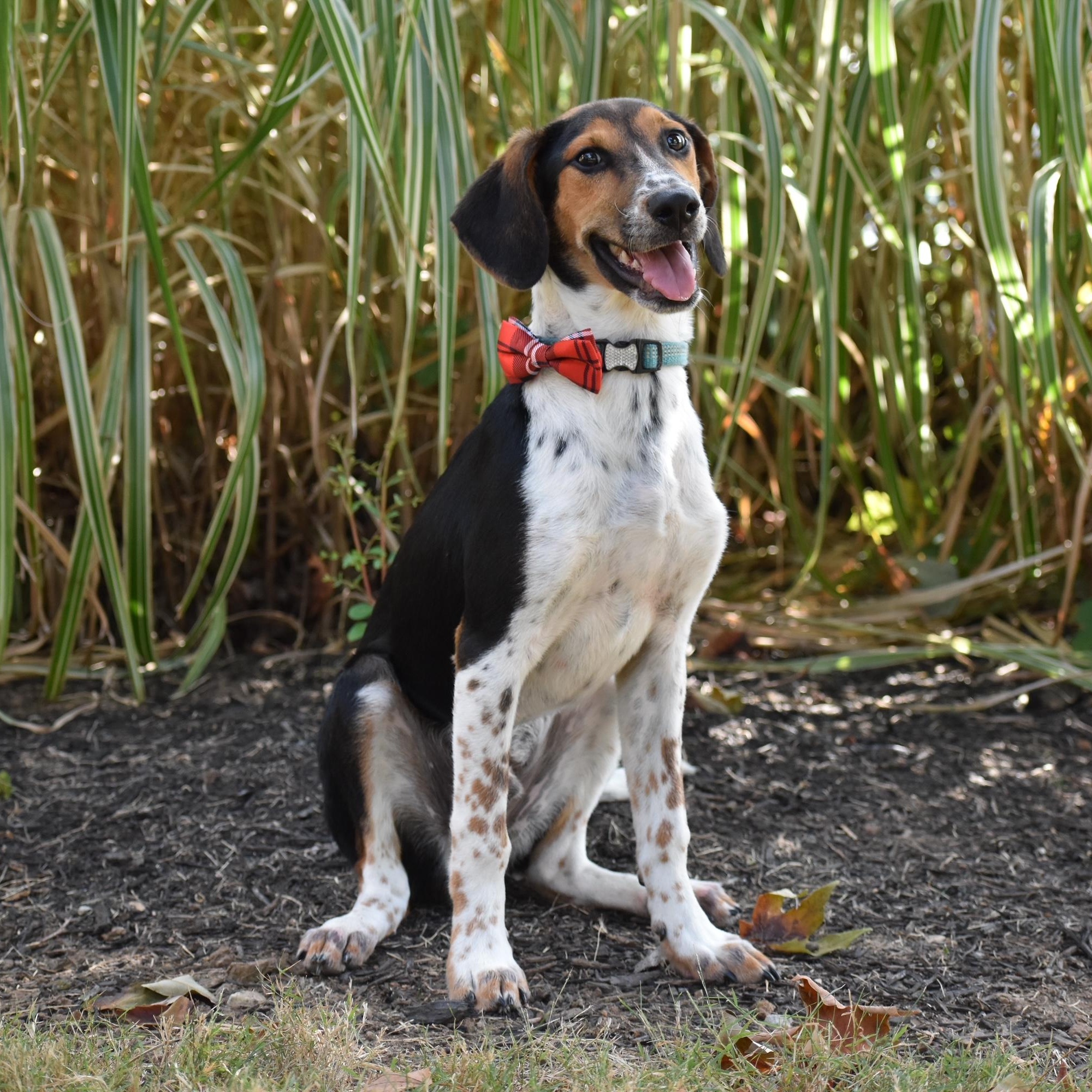 Enlarge Zebu, a Adoptable mixed breed in Spring hill, TN image 1/6