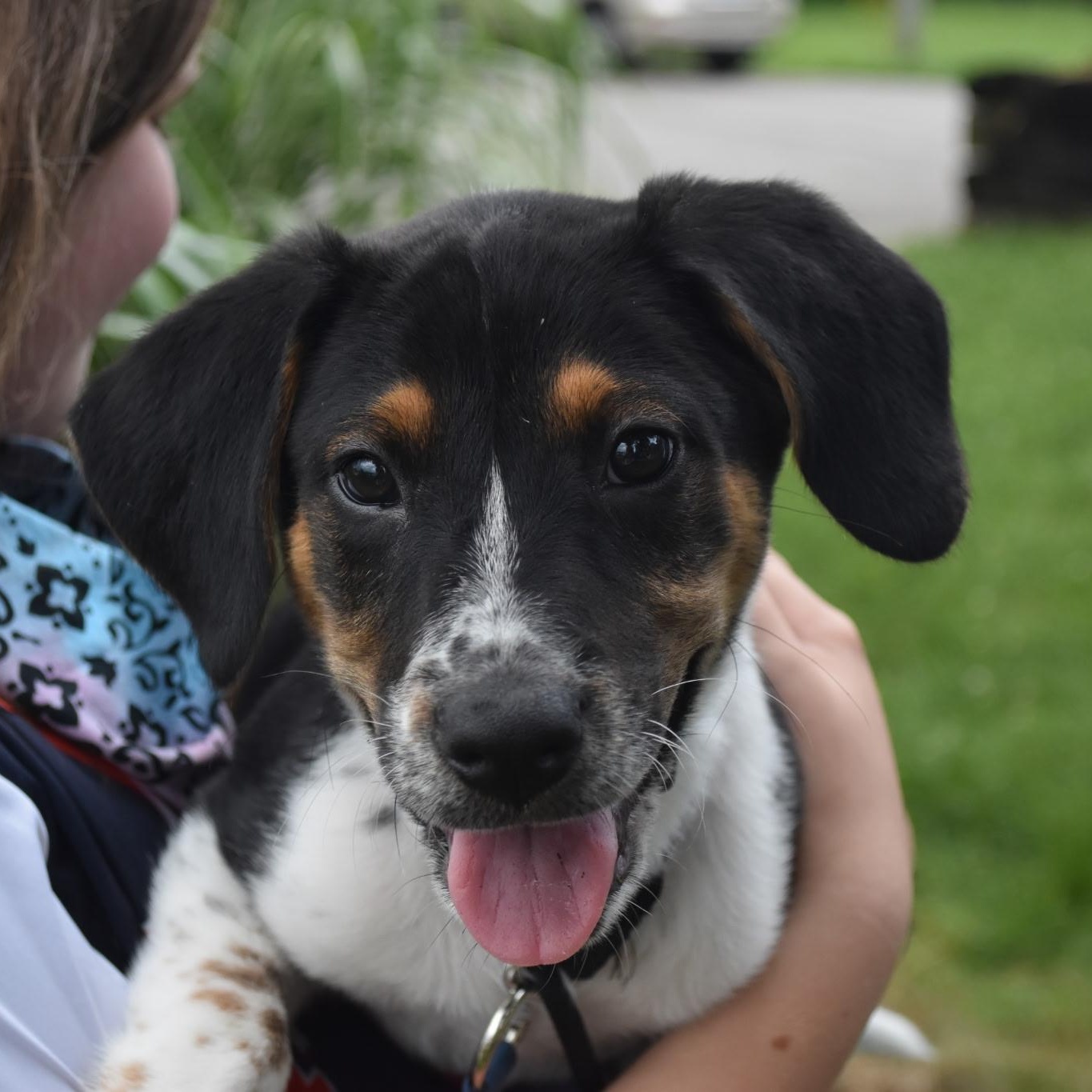 Enlarge Zebu, a Adoptable mixed breed in Spring hill, TN image 1/6