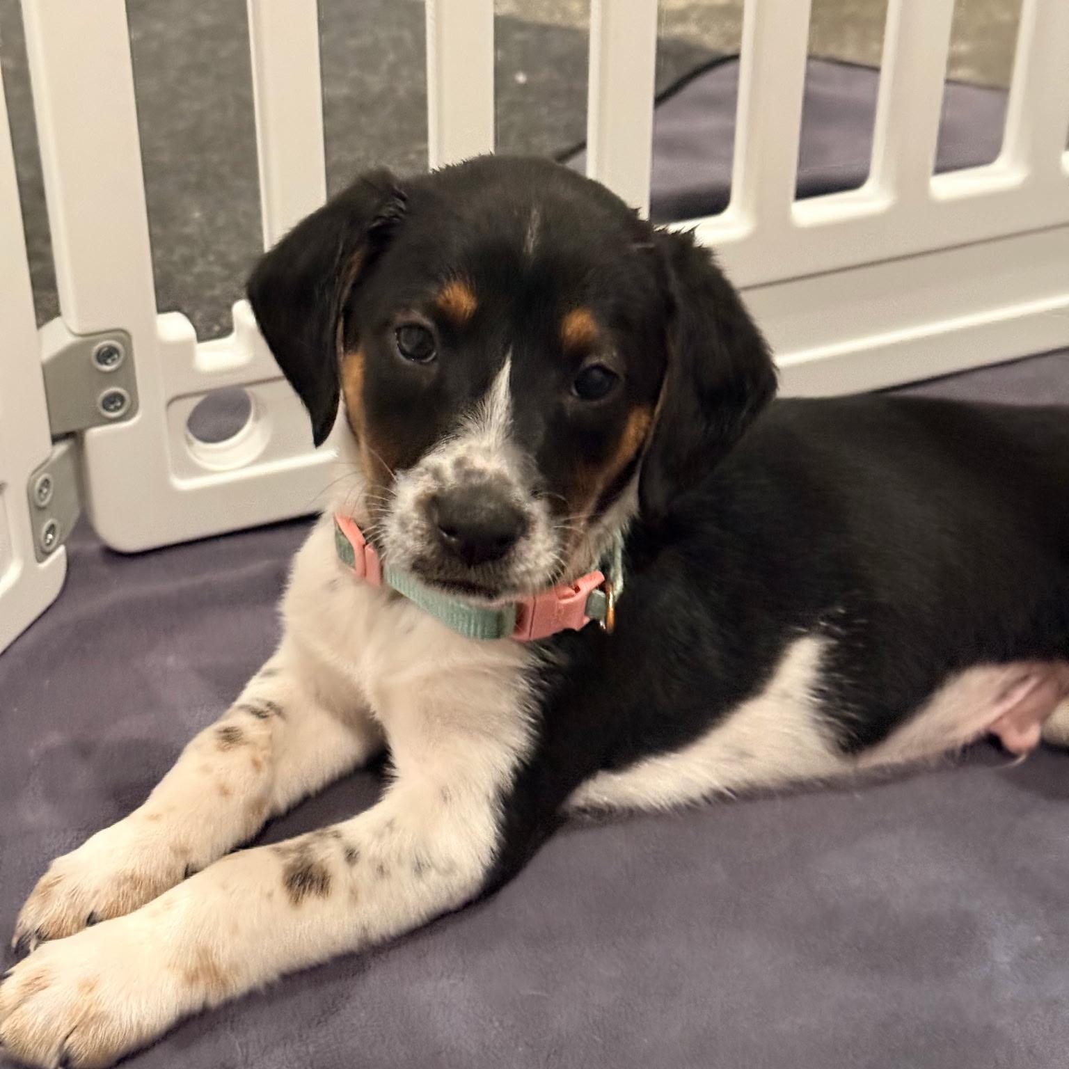 Zebu, a Adoptable mixed breed in Spring hill, TN image 2/2