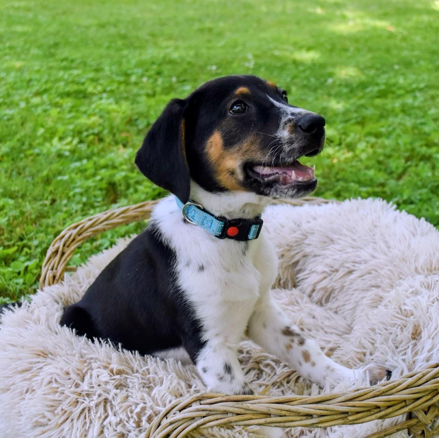 Zebu, Adoptable, Puppy Male German Shorthaired Pointer & Hound.