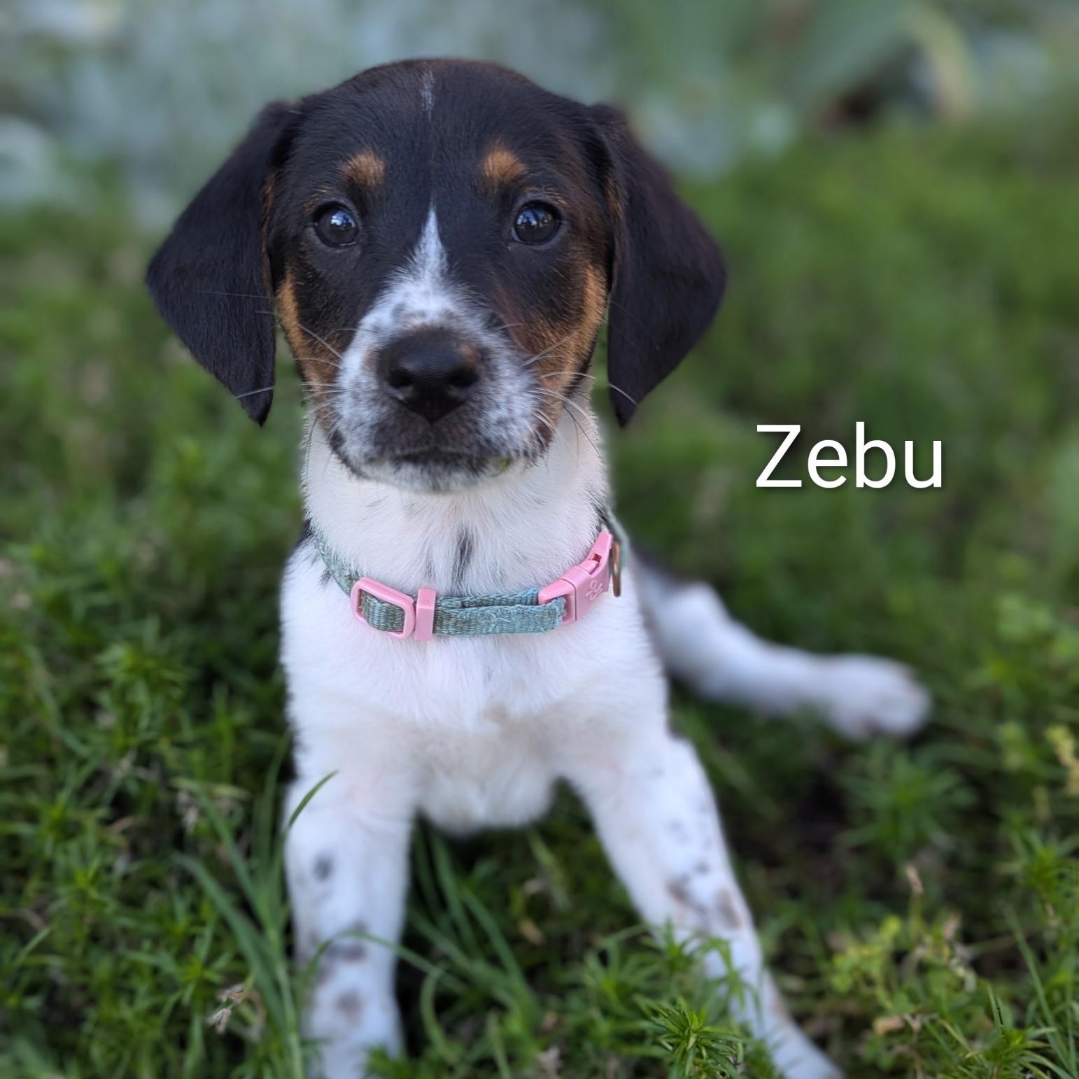 Zebu, a Adoptable mixed breed in Spring hill, TN image 1/2