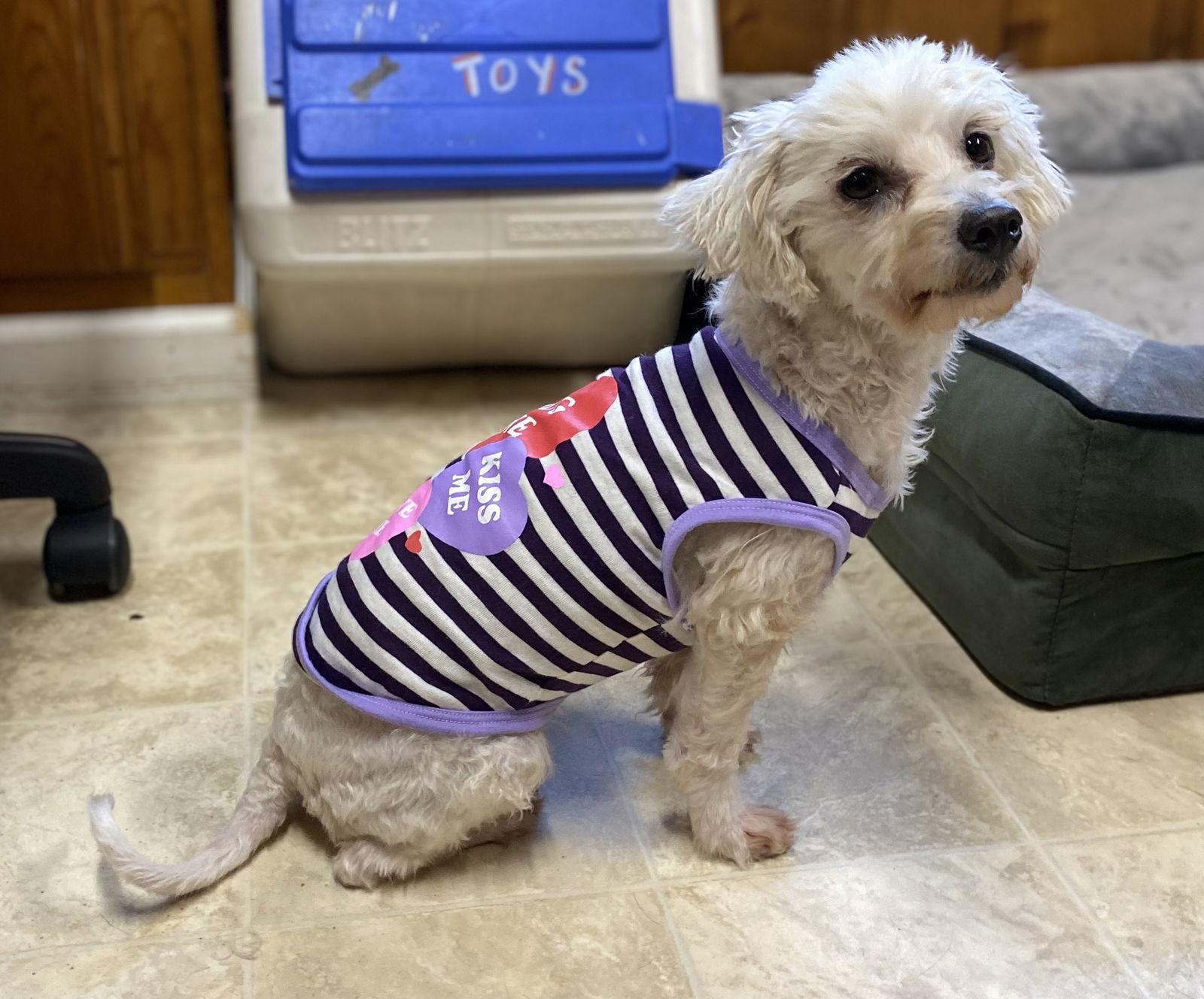 Enlarge Reba, a Adoptable mixed breed in Raleigh, NC image 1/3