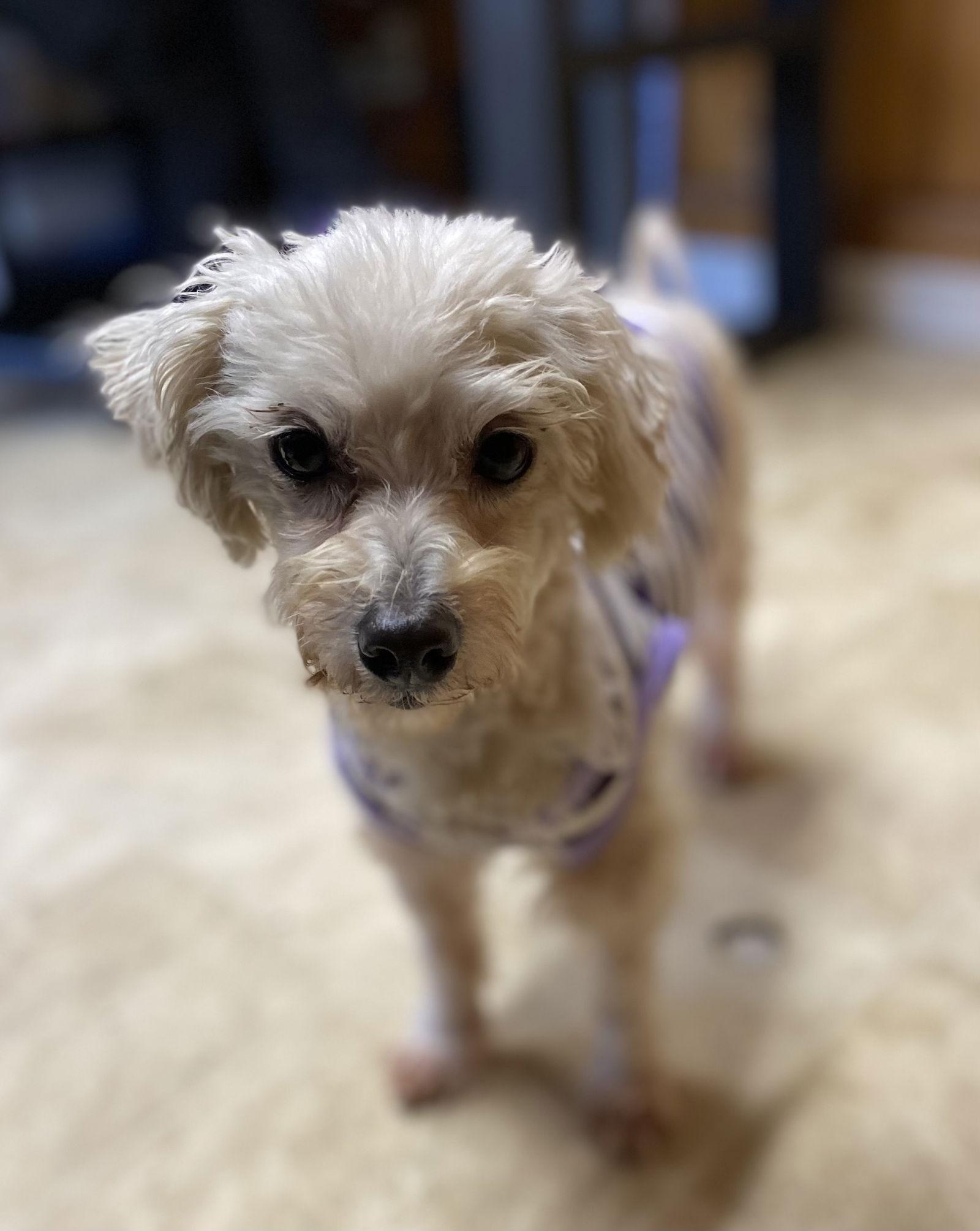 Enlarge Reba, a Adoptable mixed breed in Raleigh, NC image 2/3