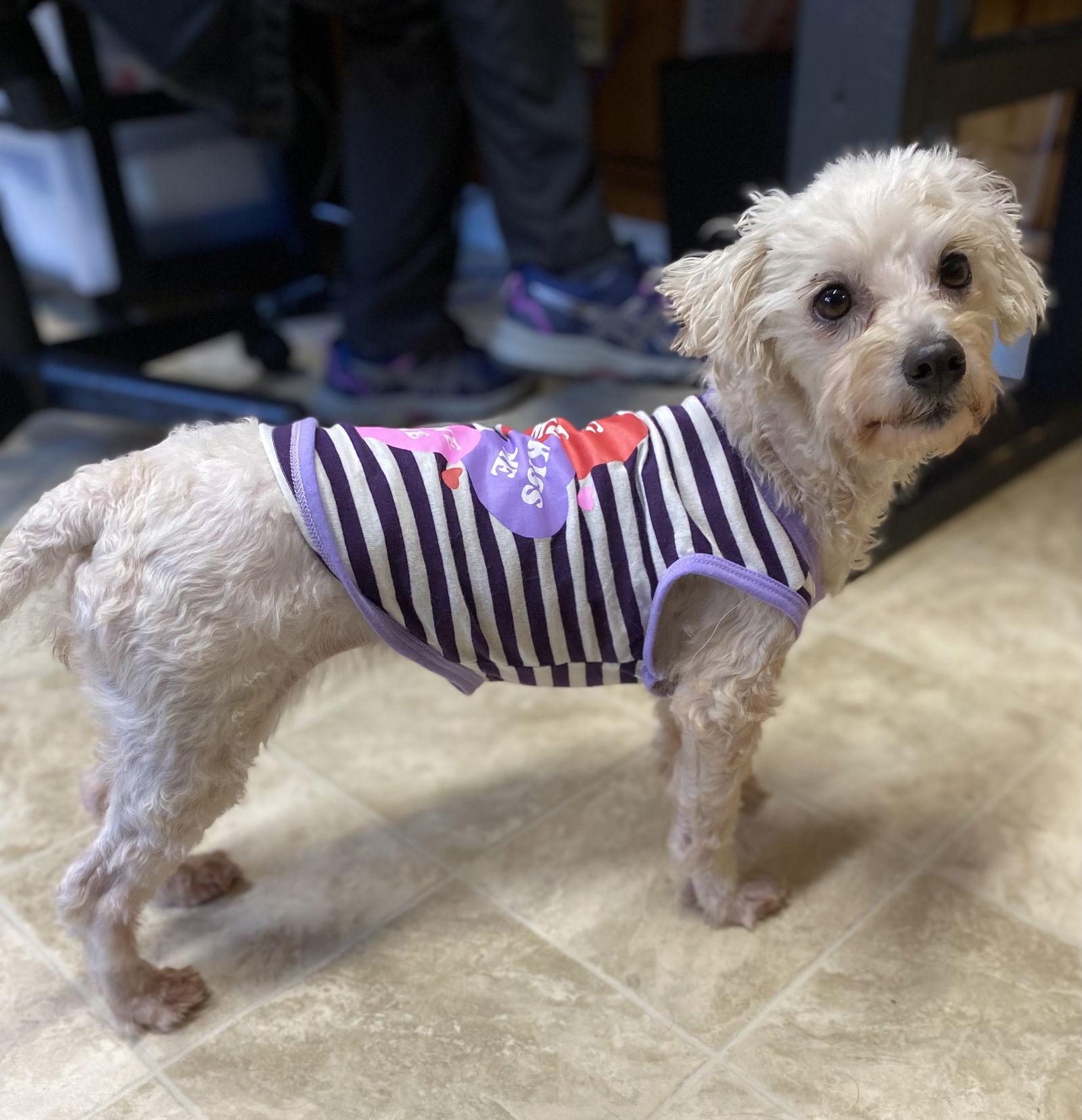 Enlarge Reba, a Adoptable mixed breed in Raleigh, NC image 3/3