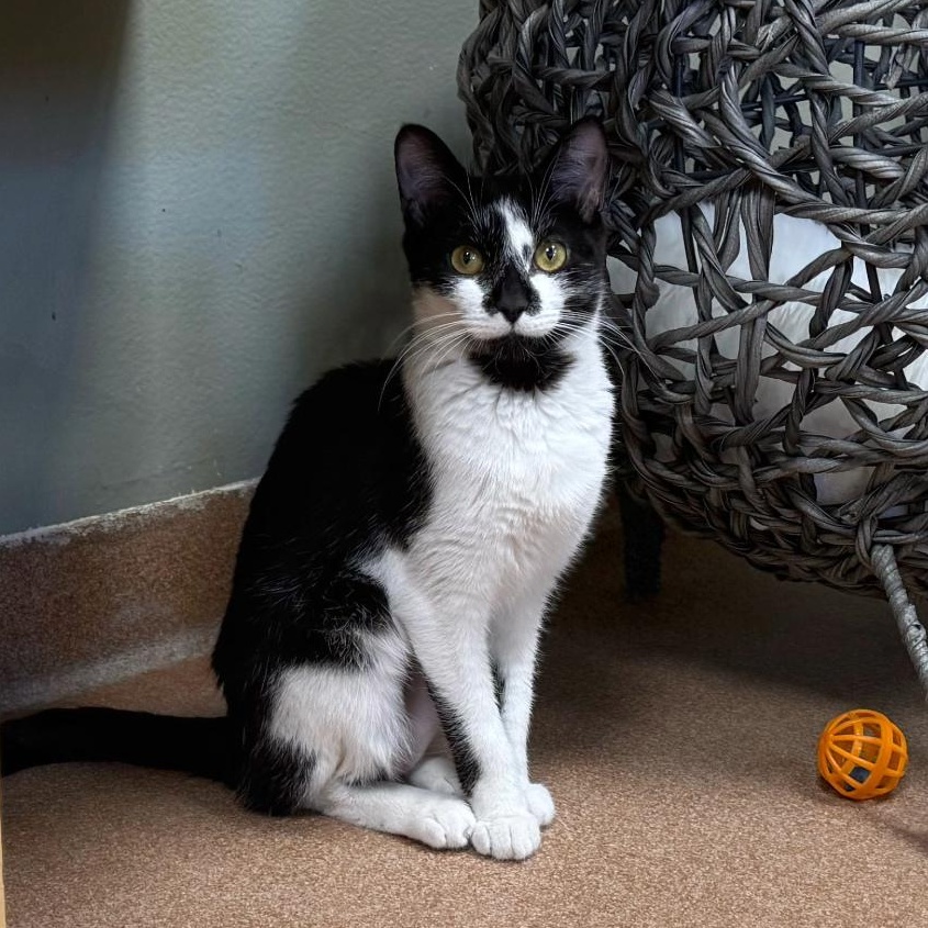 Spirit, an adopted Domestic Short Hair in Norwalk, CT image 3/3