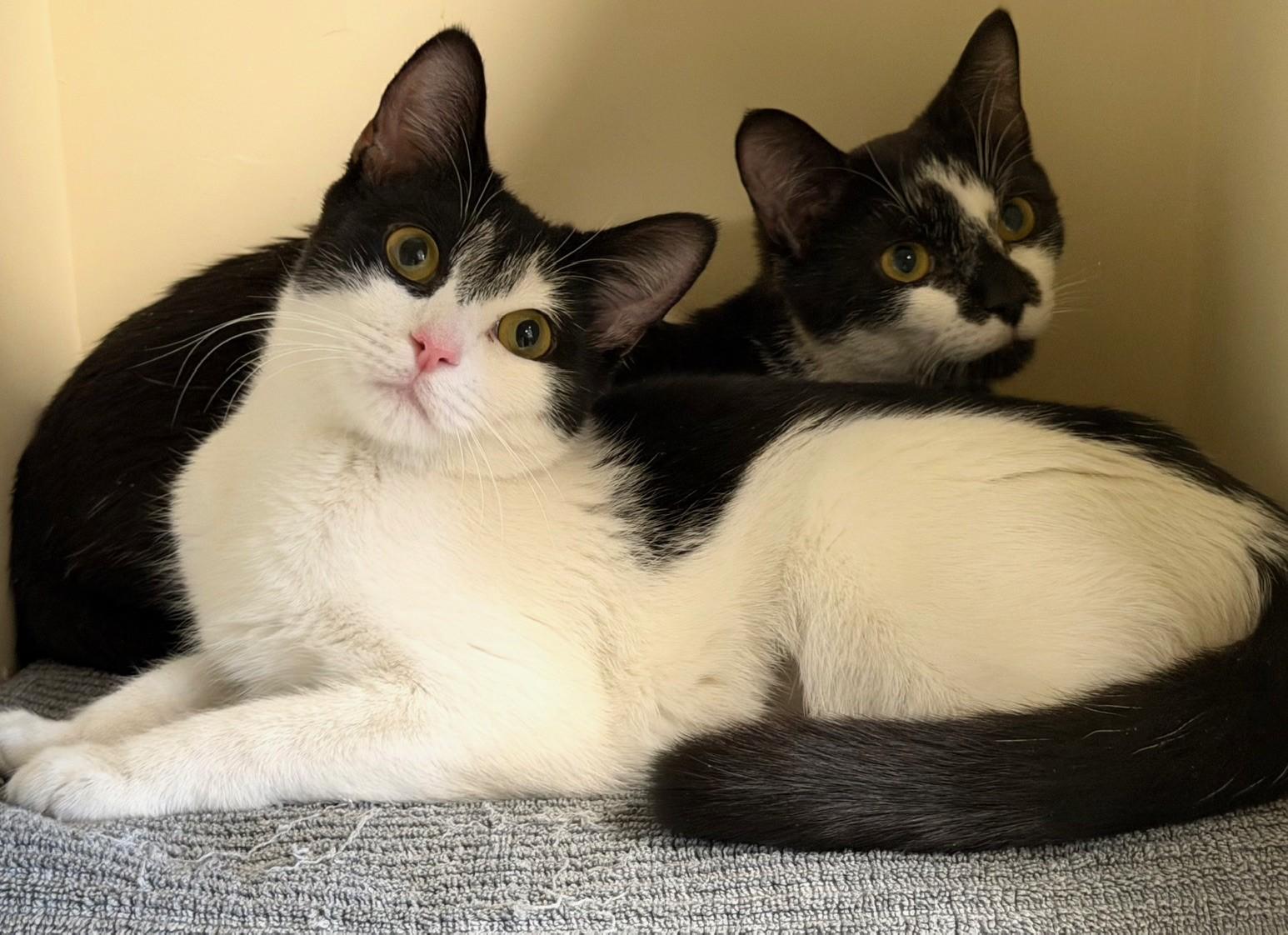 Spirit, an adopted Domestic Short Hair in Norwalk, CT image 2/3