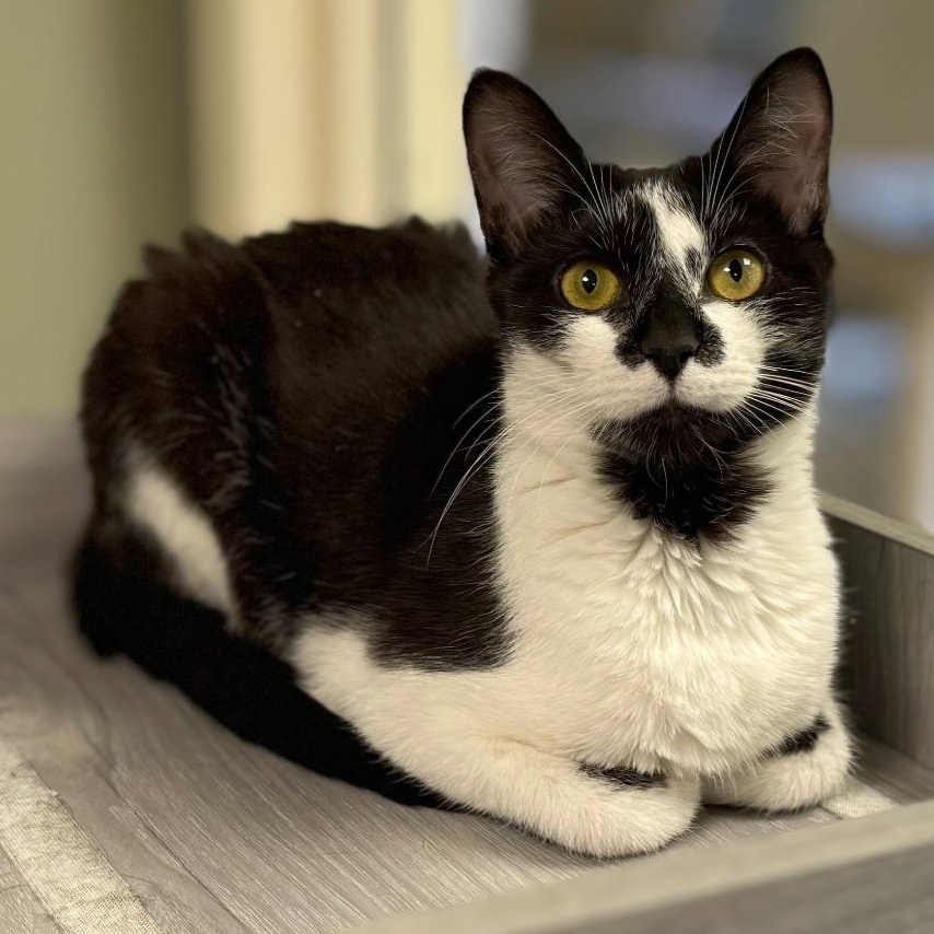 Spirit, an adopted Domestic Short Hair in Norwalk, CT image 1/3