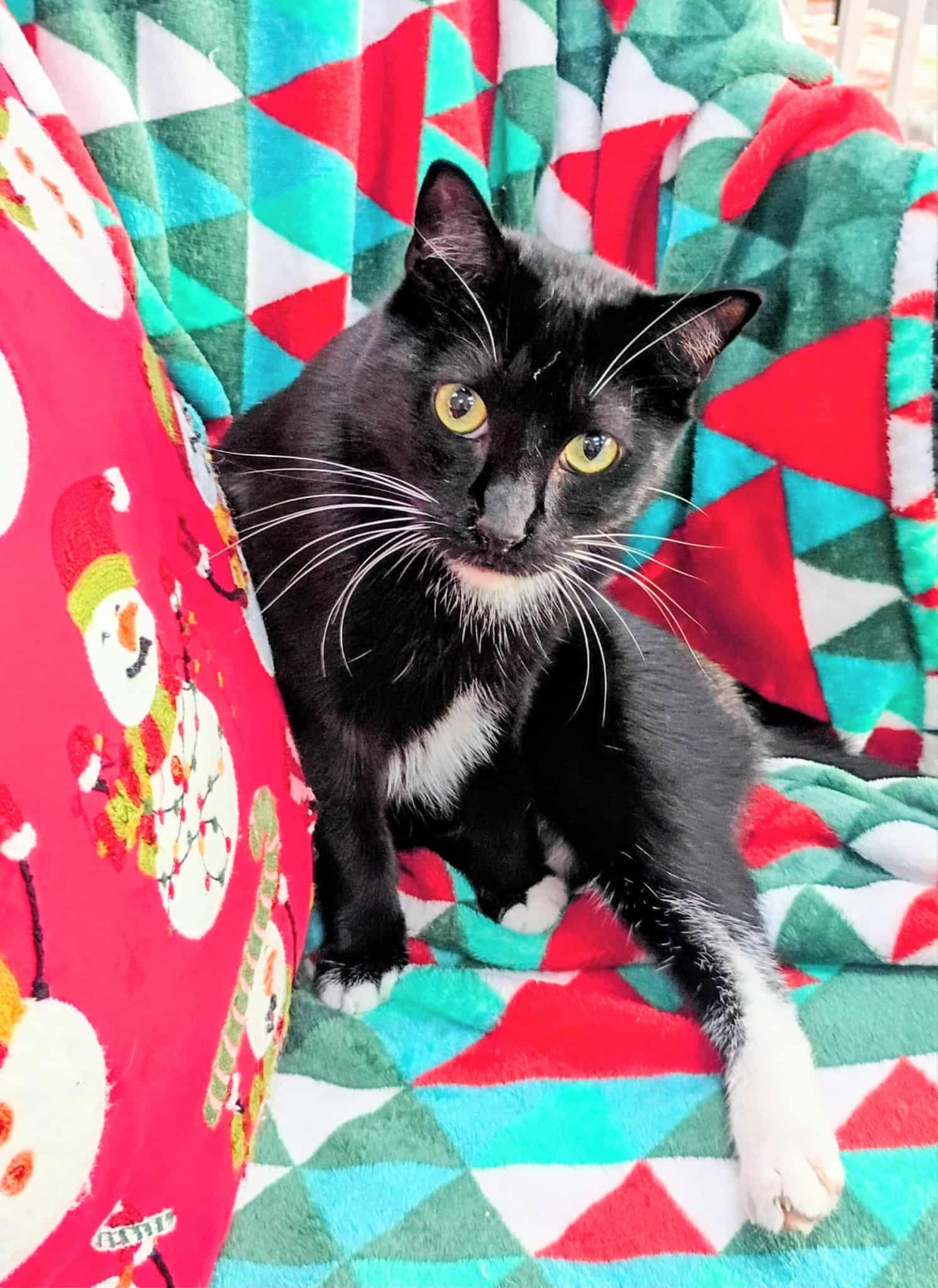 Enlarge Carson, a ADOPTABLE Tuxedo in Tavares, FL image 1/1