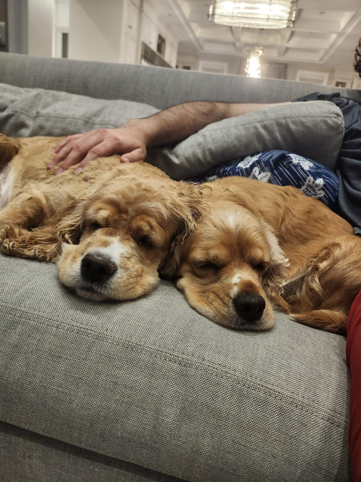 Enlarge Maple, a Adoption Pending Cocker Spaniel in Toronto, ON image 2/5