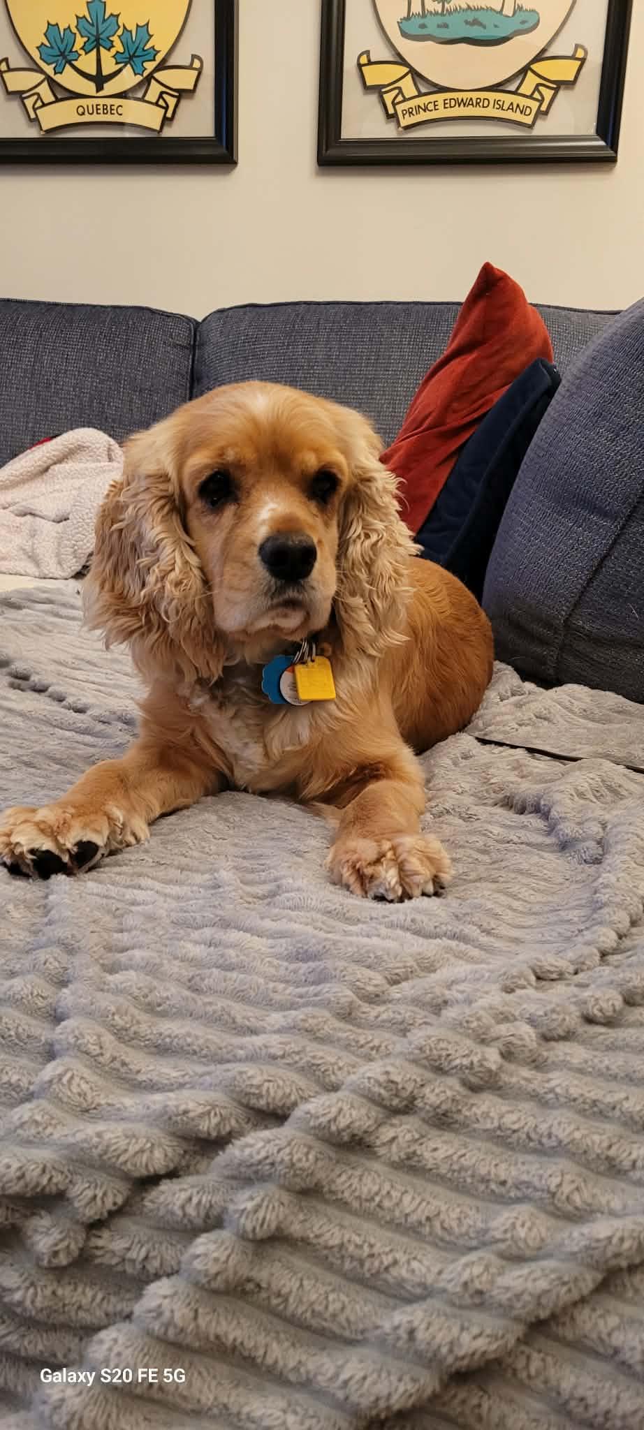 Maple, Adoptable, Adult Female Cocker Spaniel.