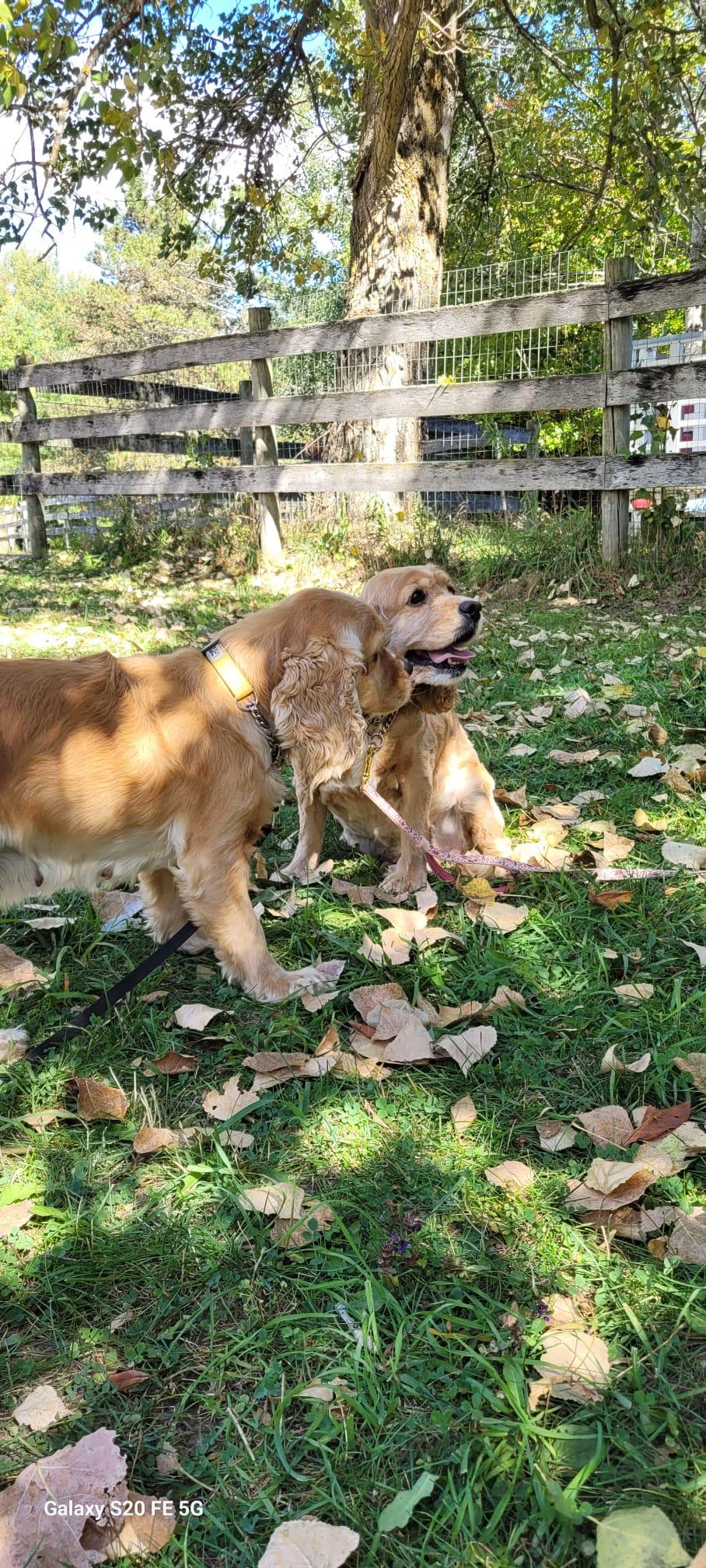 Enlarge Maple, a Adoption Pending Cocker Spaniel in Toronto, ON image 5/5