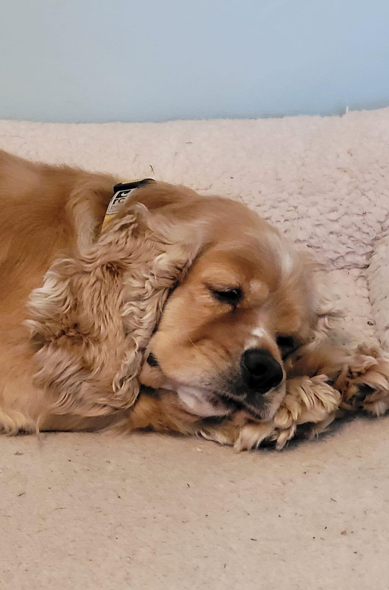 Enlarge Maple, a Adoption Pending Cocker Spaniel in Toronto, ON image 3/5