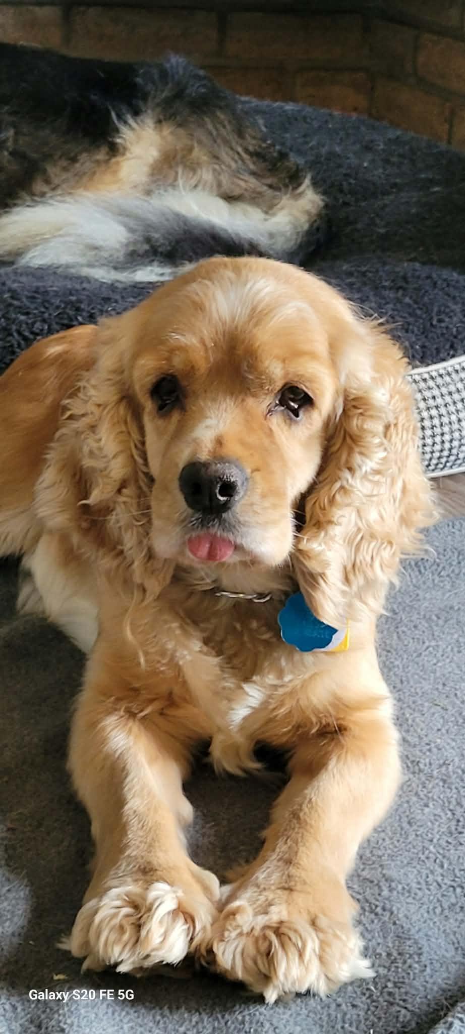 Enlarge Maple, a Adoption Pending Cocker Spaniel in Toronto, ON image 4/5