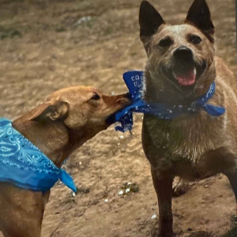 Enlarge JAKE, a Adoptable Australian Cattle Dog / Blue Heeler in Shawnee, OK image 3/4