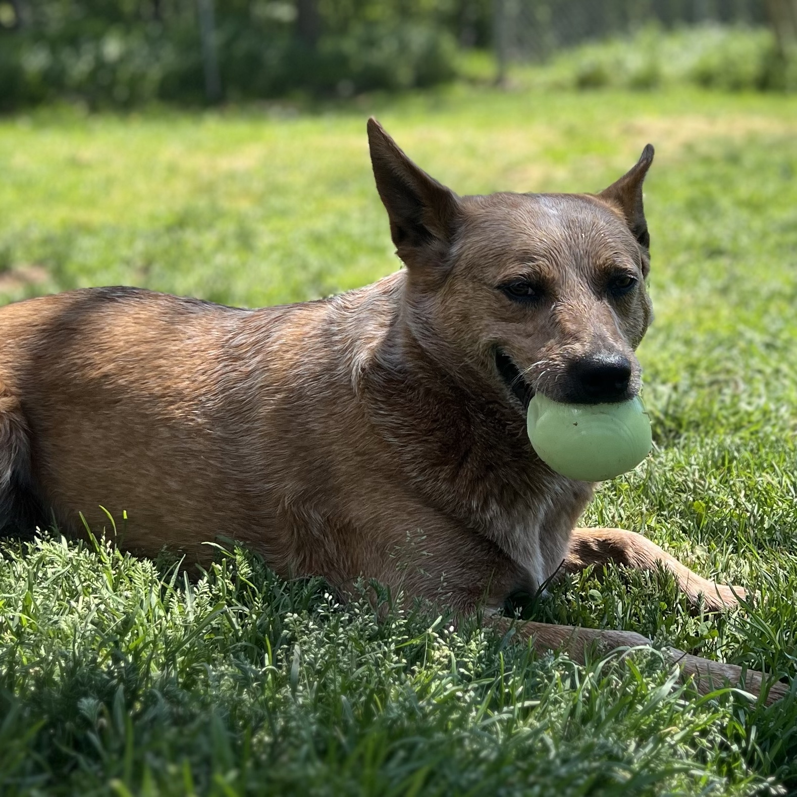 Enlarge JAKE, a Adoptable Australian Cattle Dog / Blue Heeler in Shawnee, OK image 1/4