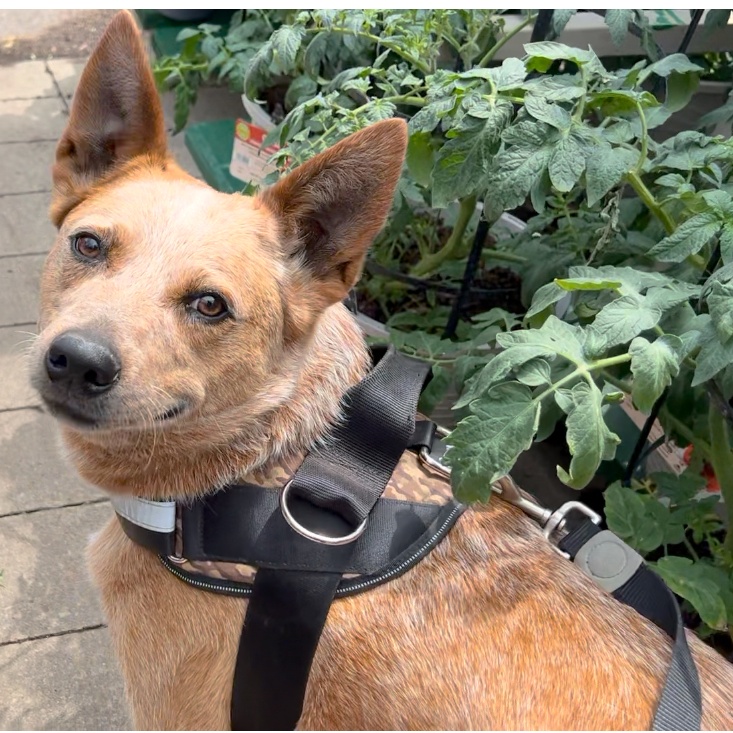 Enlarge JAKE, a Adoptable Australian Cattle Dog / Blue Heeler in Shawnee, OK image 4/4