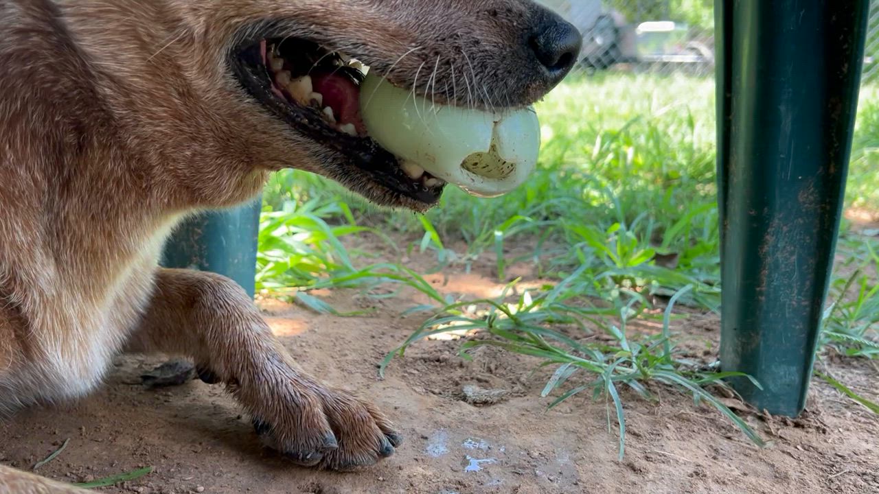 Enlarge JAKE, a Adoptable Australian Cattle Dog / Blue Heeler in Shawnee, OK video 2/4