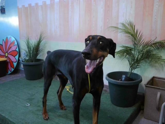 Enlarge RUBY, a Adoptable Doberman Pinscher in Baldwin Park, CA image 1/1