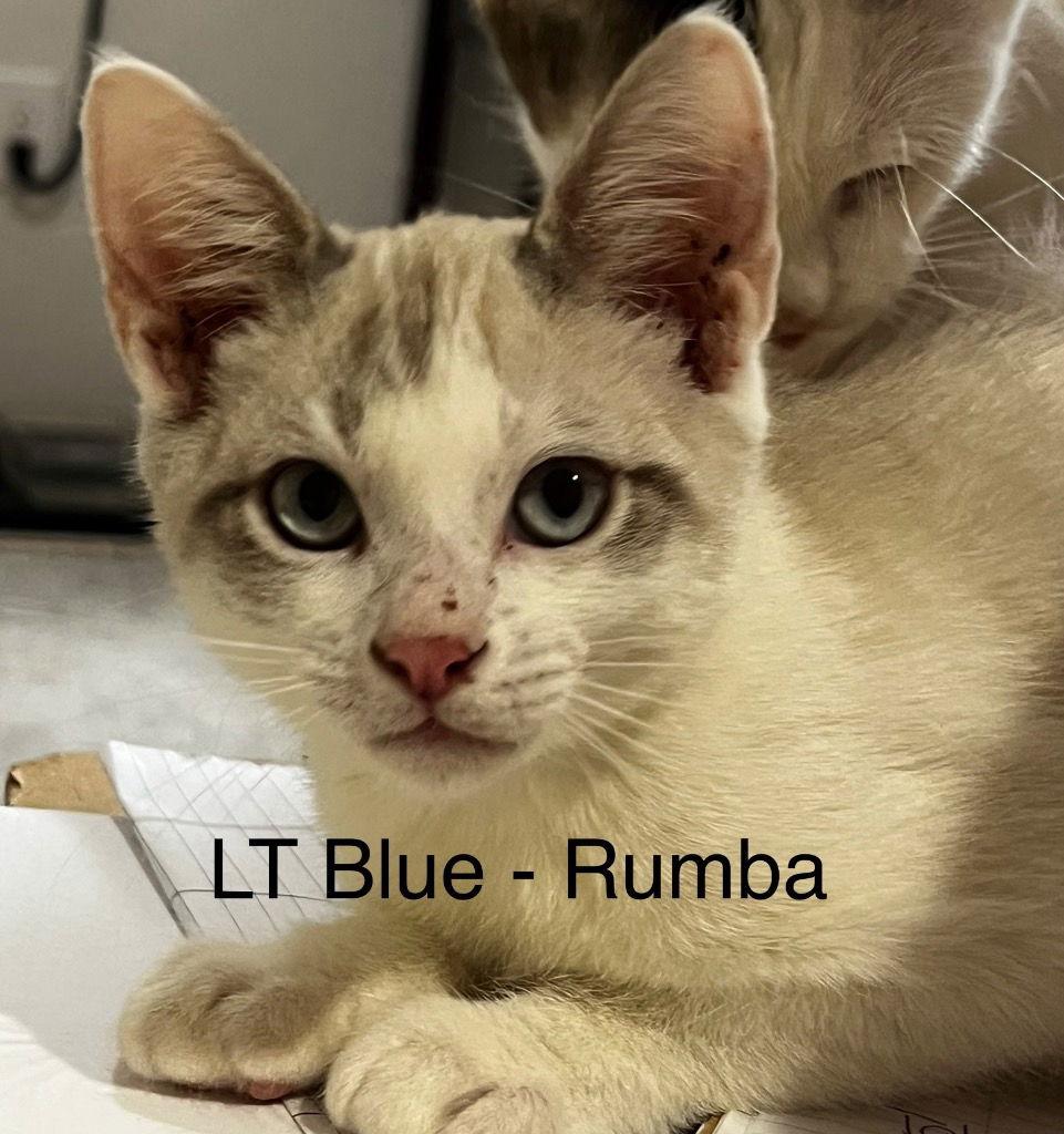 Enlarge CM - Rumba, a Adoptable mixed breed in Battle Ground, WA image 1/2