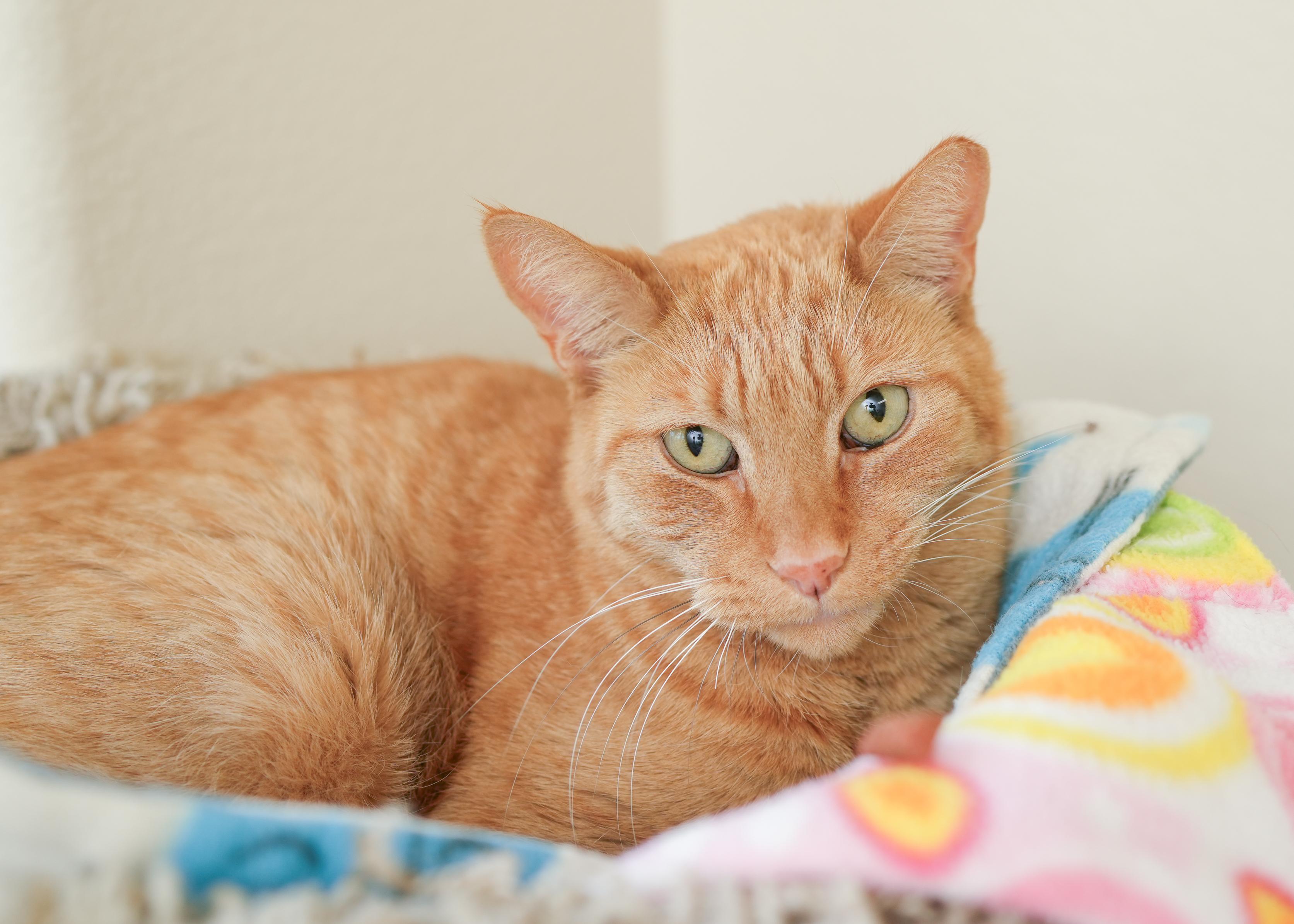 Chester, ADOPTABLE, Adult Male Domestic Short Hair.