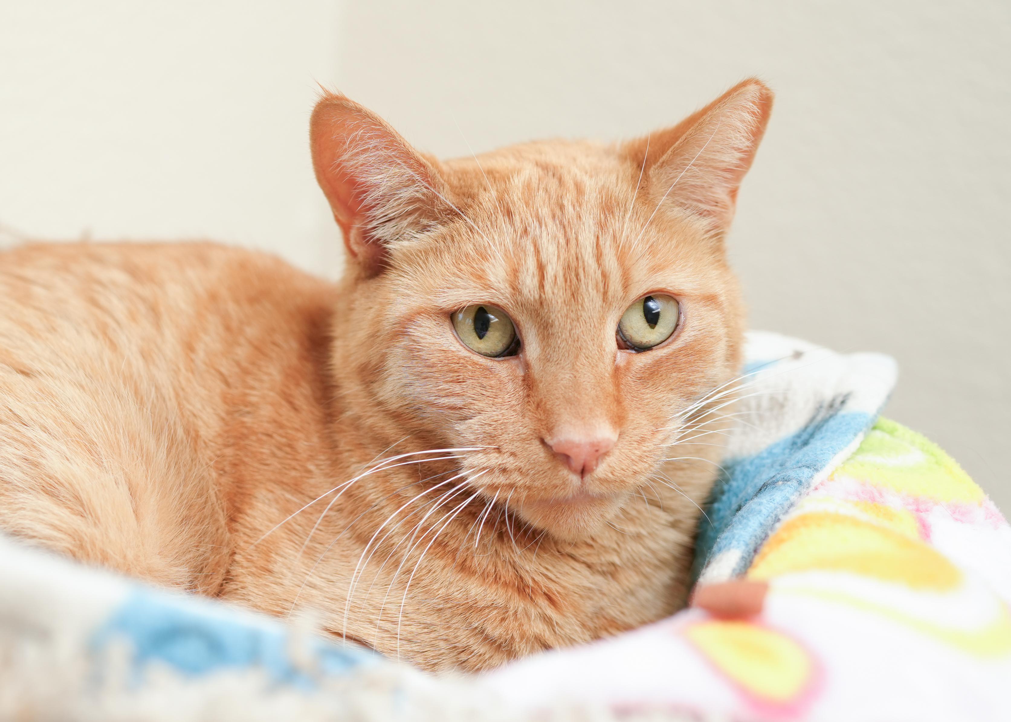 Chester, a ADOPTABLE Domestic Short Hair in Boise, ID image 3/3