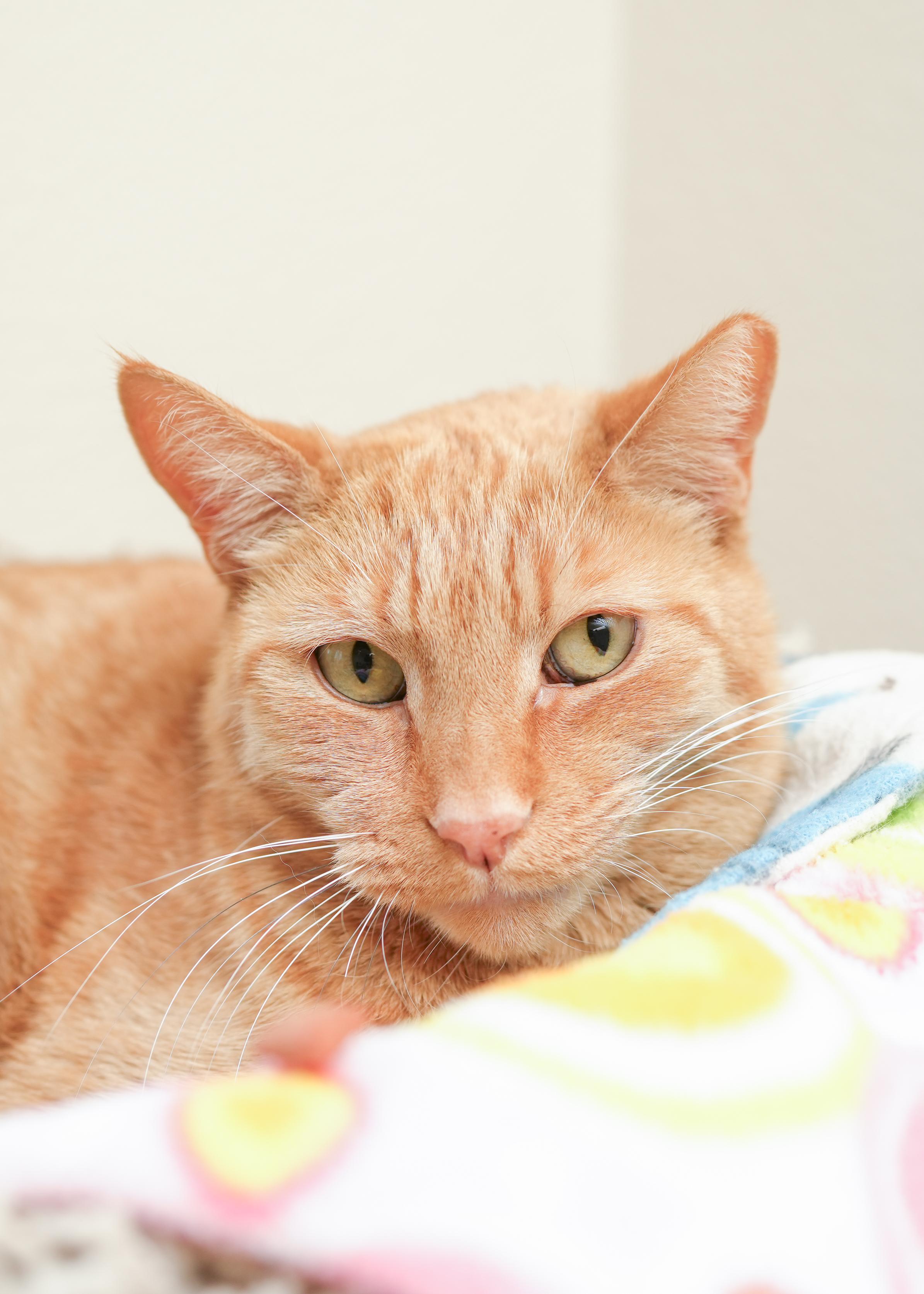 Chester, a ADOPTABLE Domestic Short Hair in Boise, ID image 2/3