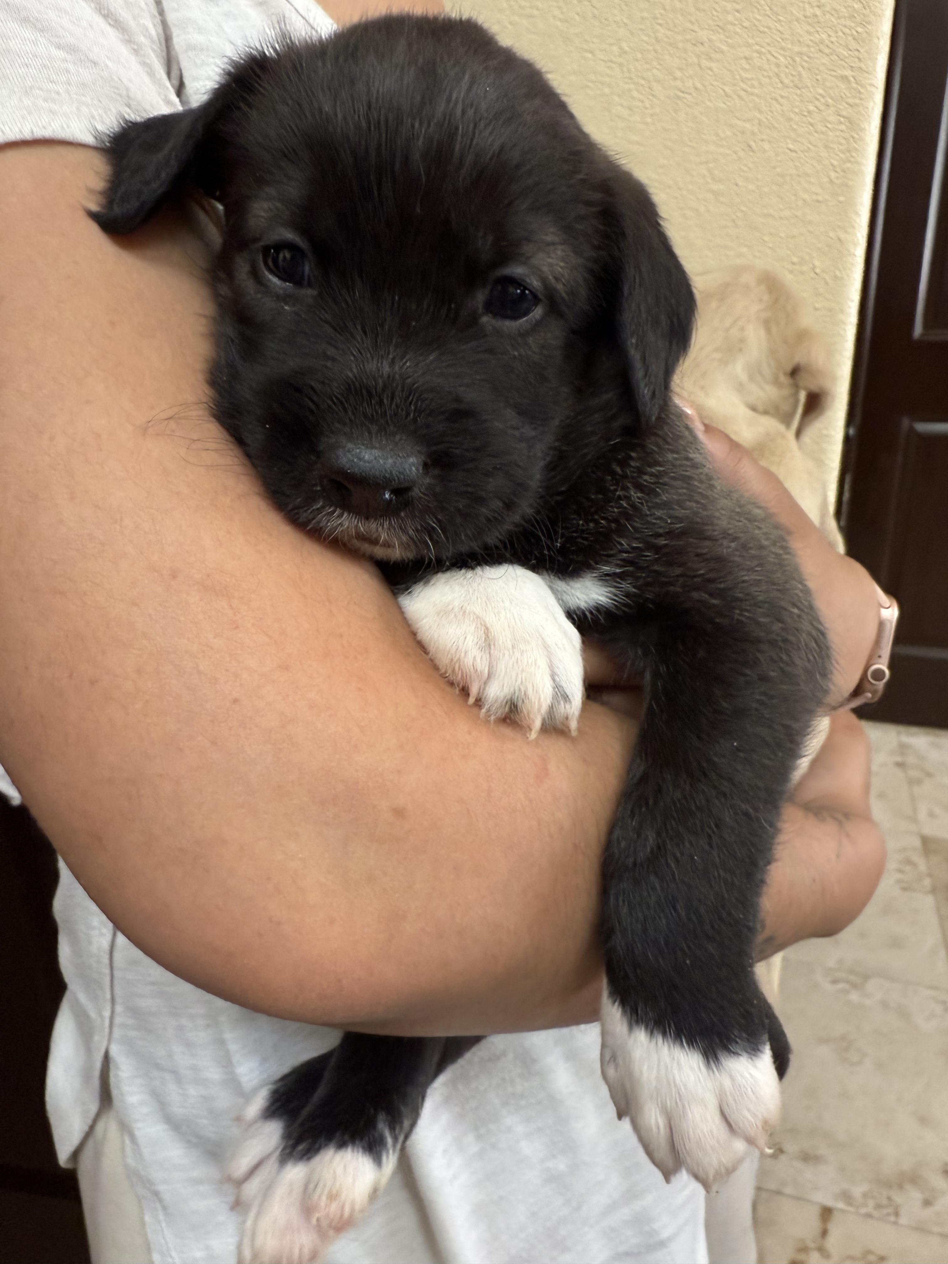 Rabbit, a Adopted mixed breed in El Paso, TX image 2/3