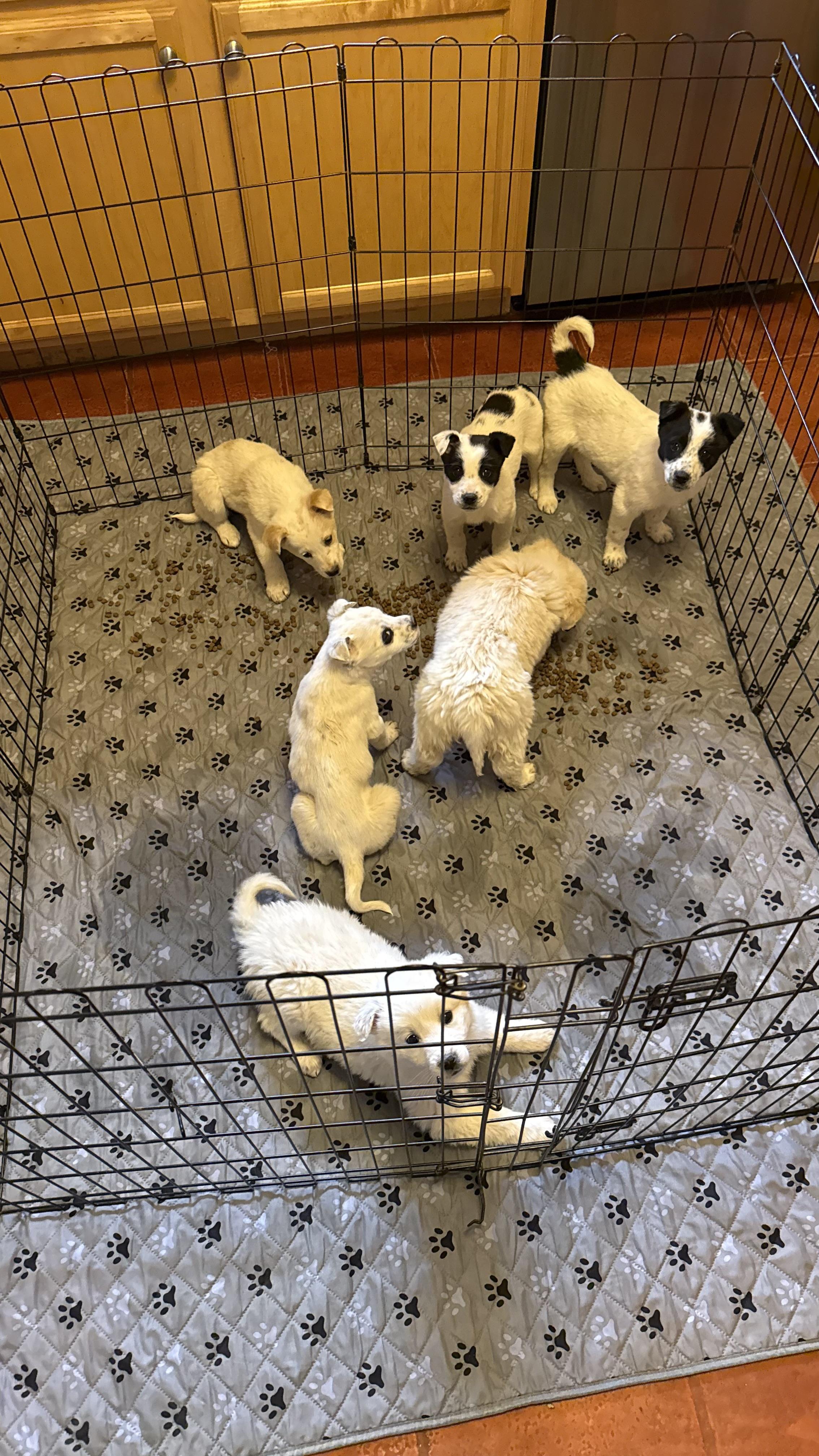 Charlotte, a Adoptable mixed breed in Scottsdale, AZ image 2/2