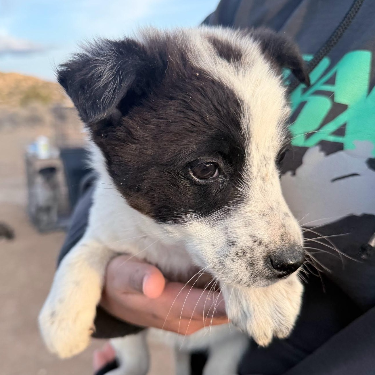 Charlotte, Adoptable, Puppy Female Australian Shepherd & Great Pyrenees.
