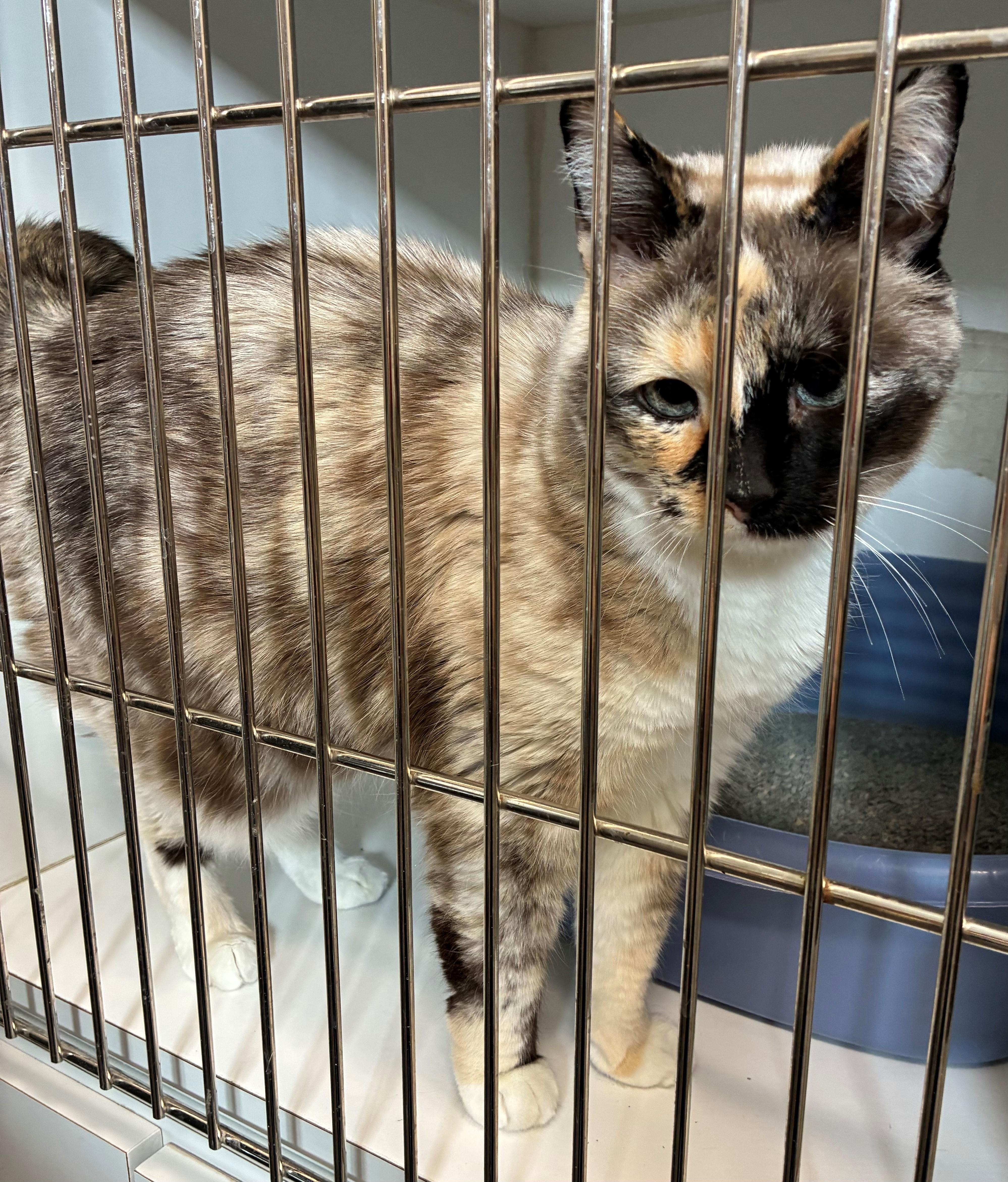 Mochi (AKA: Bubblestorm) 26-0001/F, Adopted, Senior Female Domestic Medium Hair.