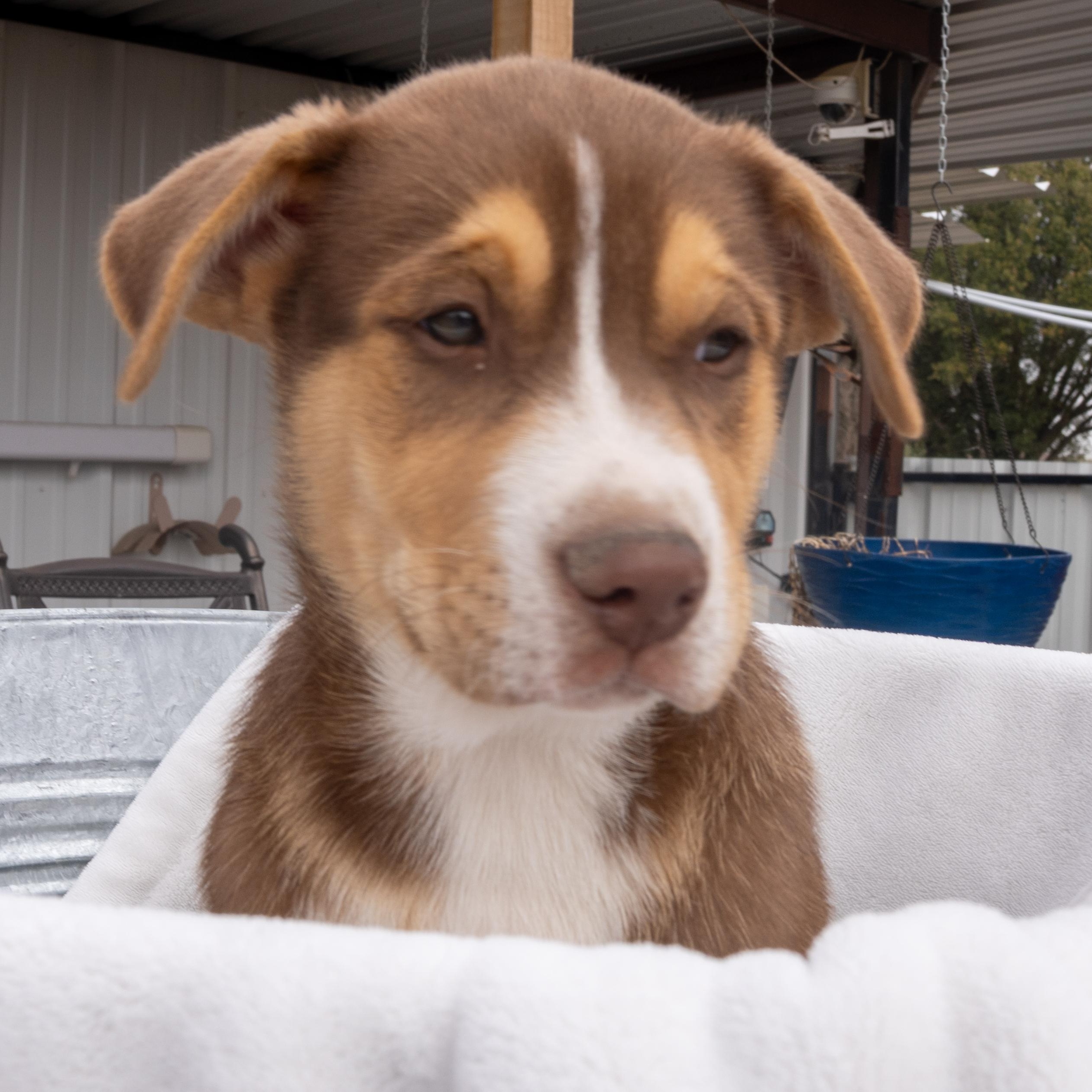 Loki — thumbnail 6