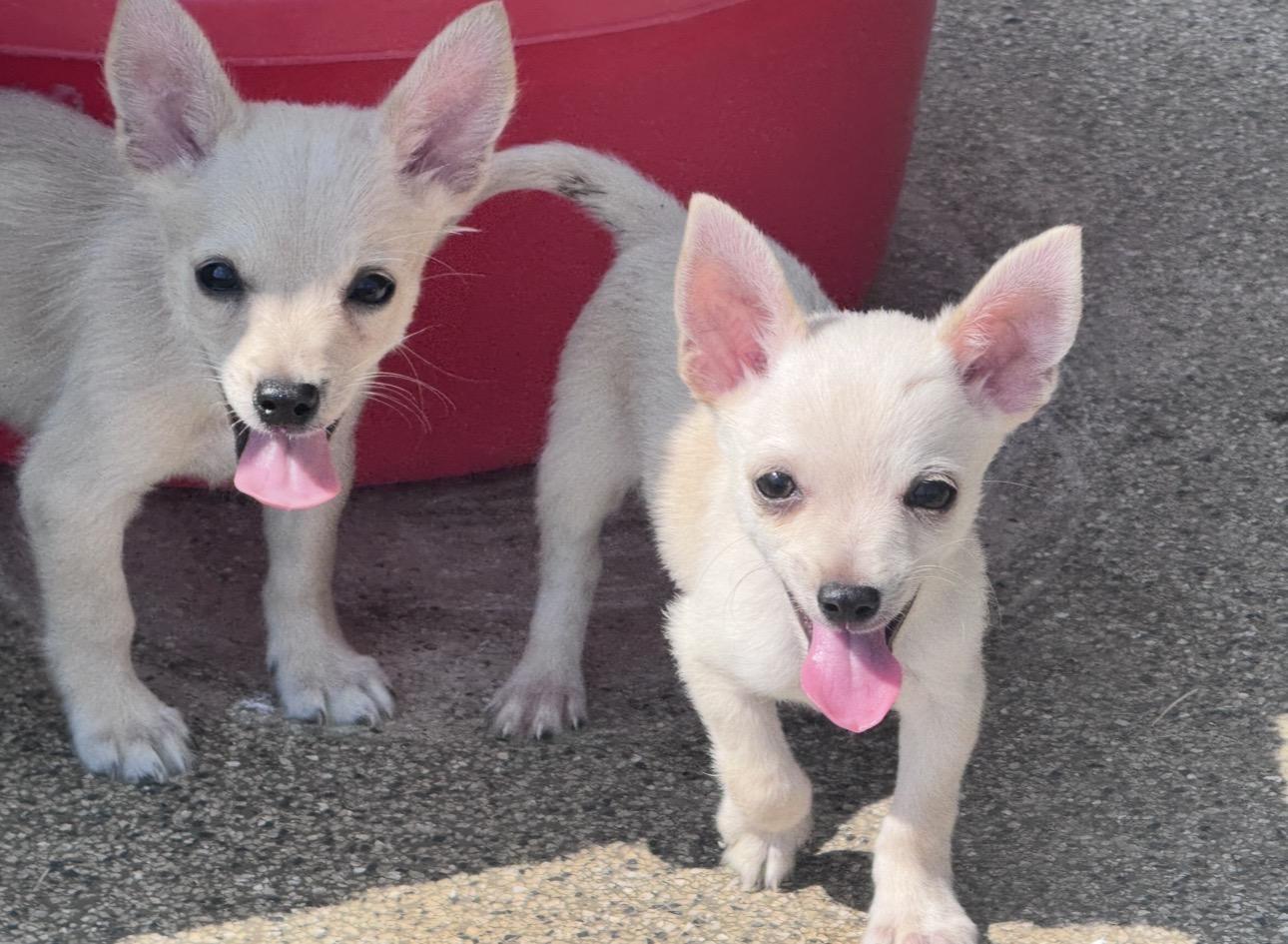 Rocky, Adoptable, Young Male Chihuahua.