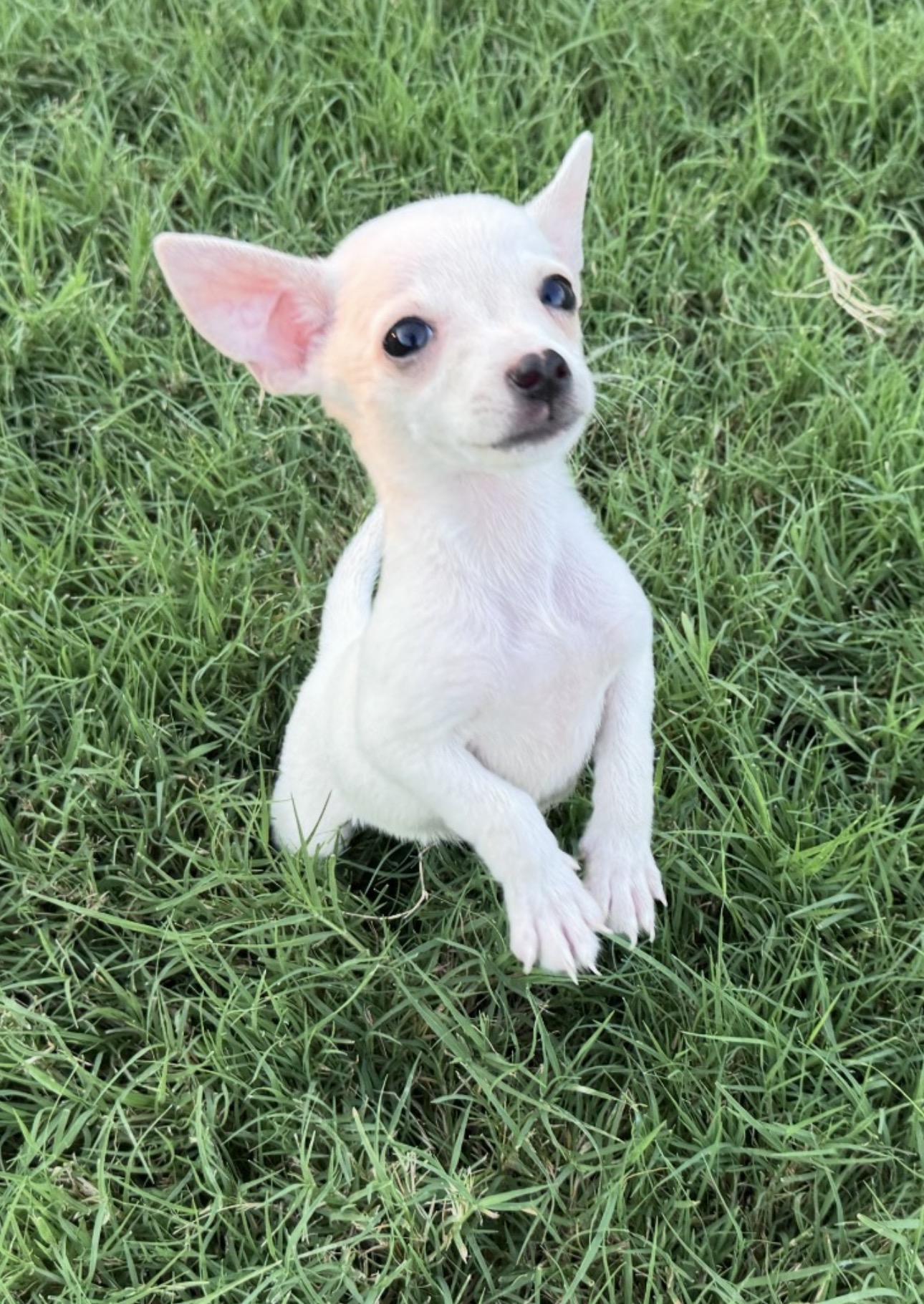 Enlarge Rocky, a Adoptable Chihuahua in Forney, TX image 2/2