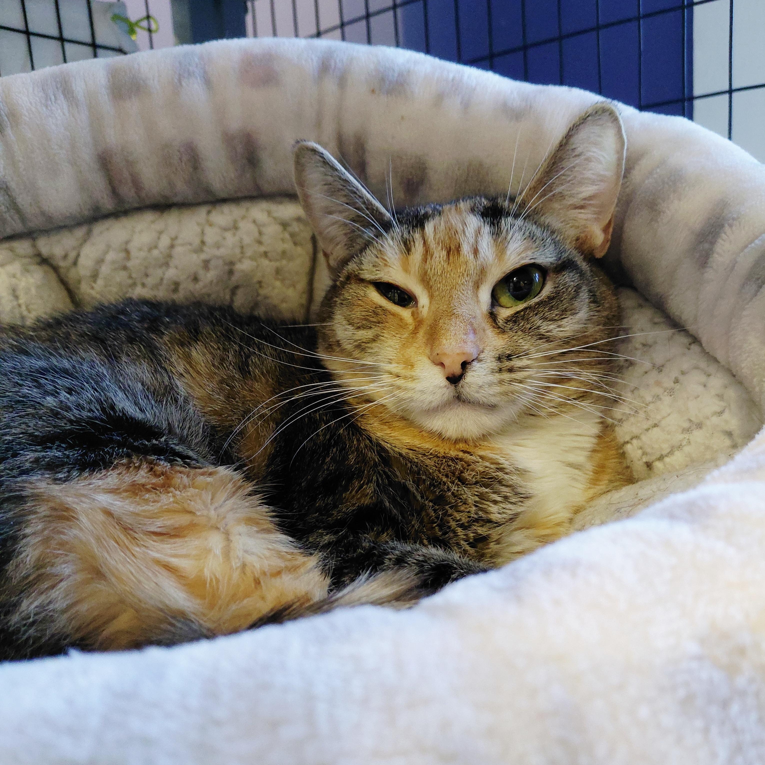 Enlarge Tabatha, an adopted Domestic Short Hair in Littleton, NH image 2/4