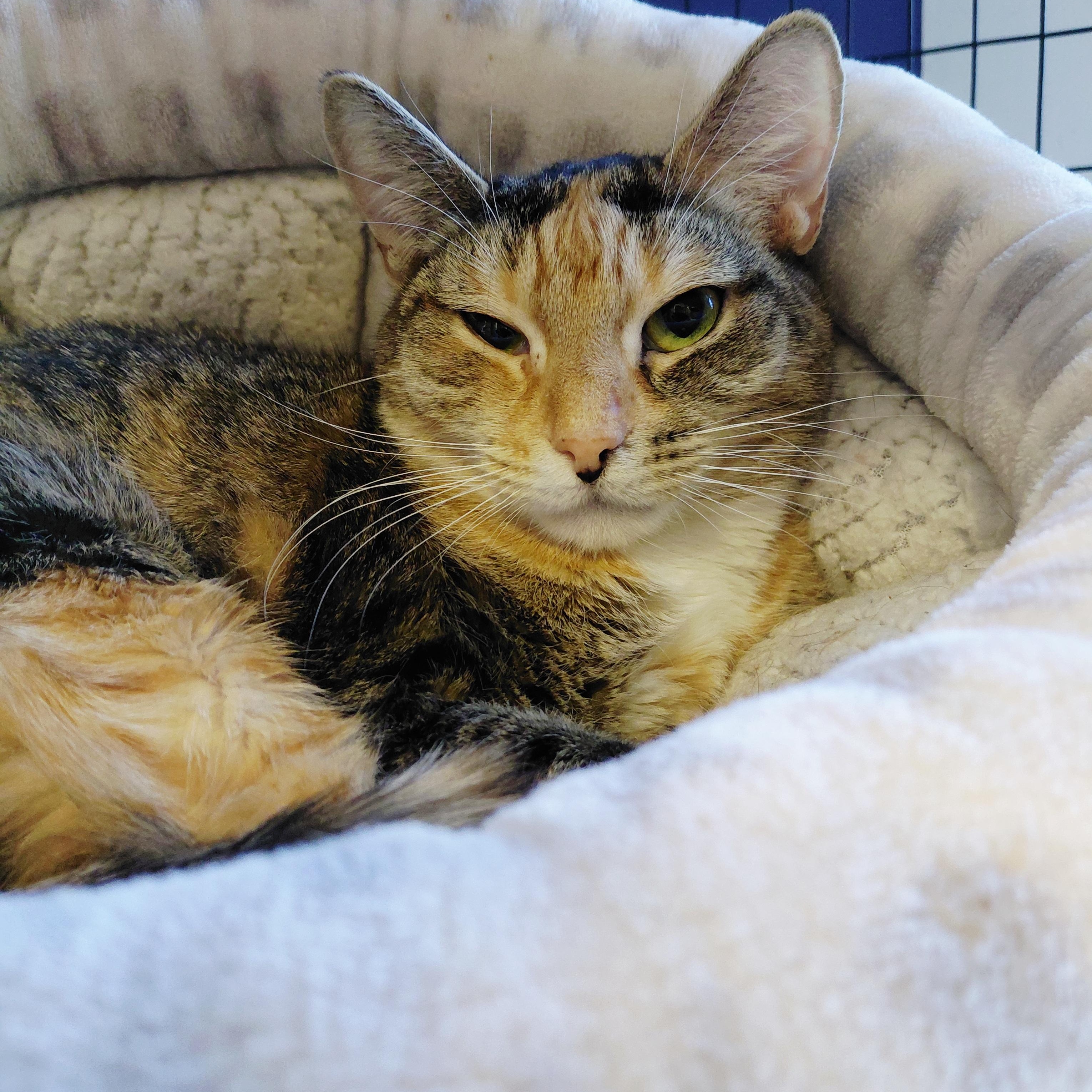 Enlarge Tabatha, an adopted Domestic Short Hair in Littleton, NH image 3/4