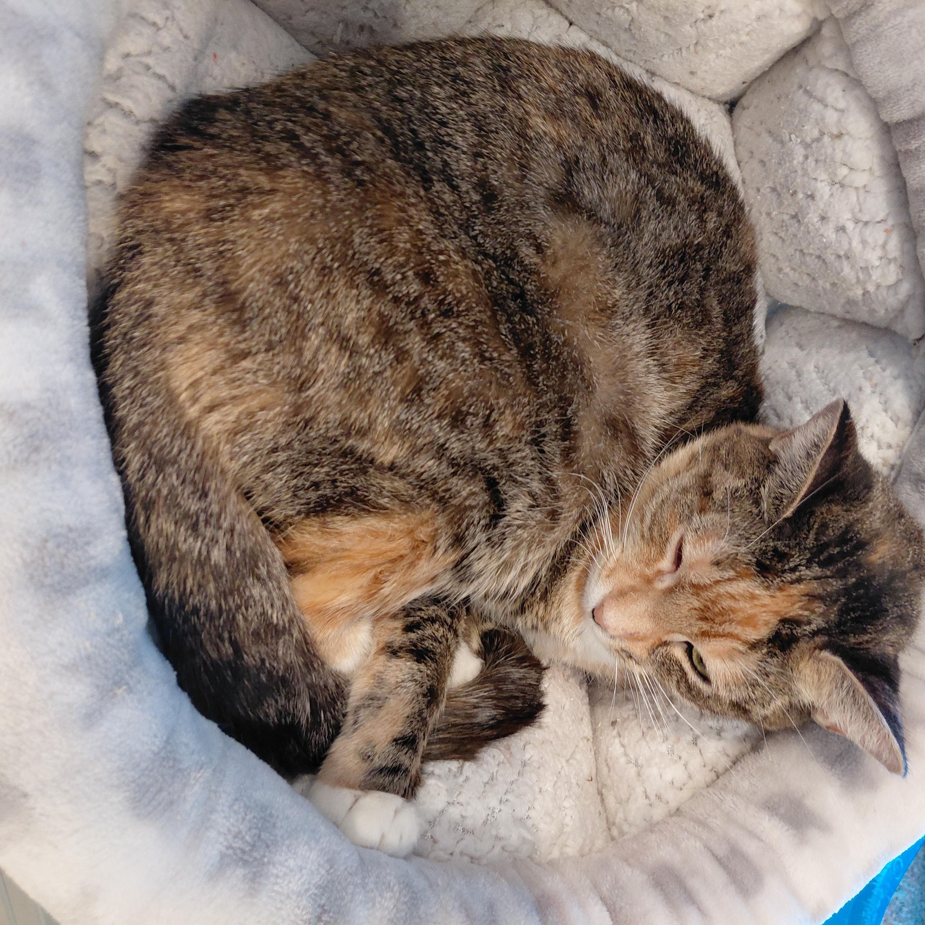 Enlarge Tabatha, an adopted Domestic Short Hair in Littleton, NH image 4/4