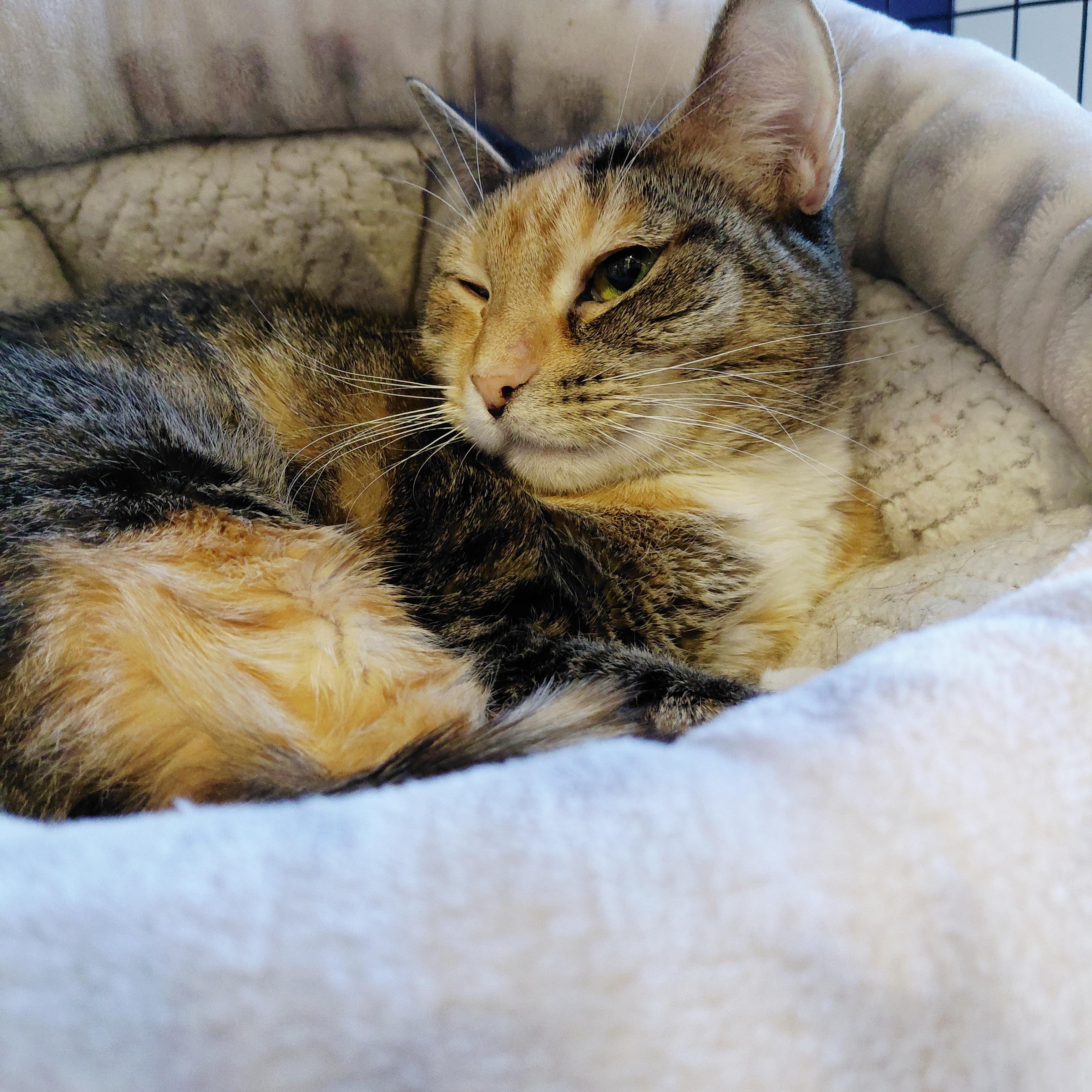 Enlarge Tabatha, an adopted Domestic Short Hair in Littleton, NH image 1/4