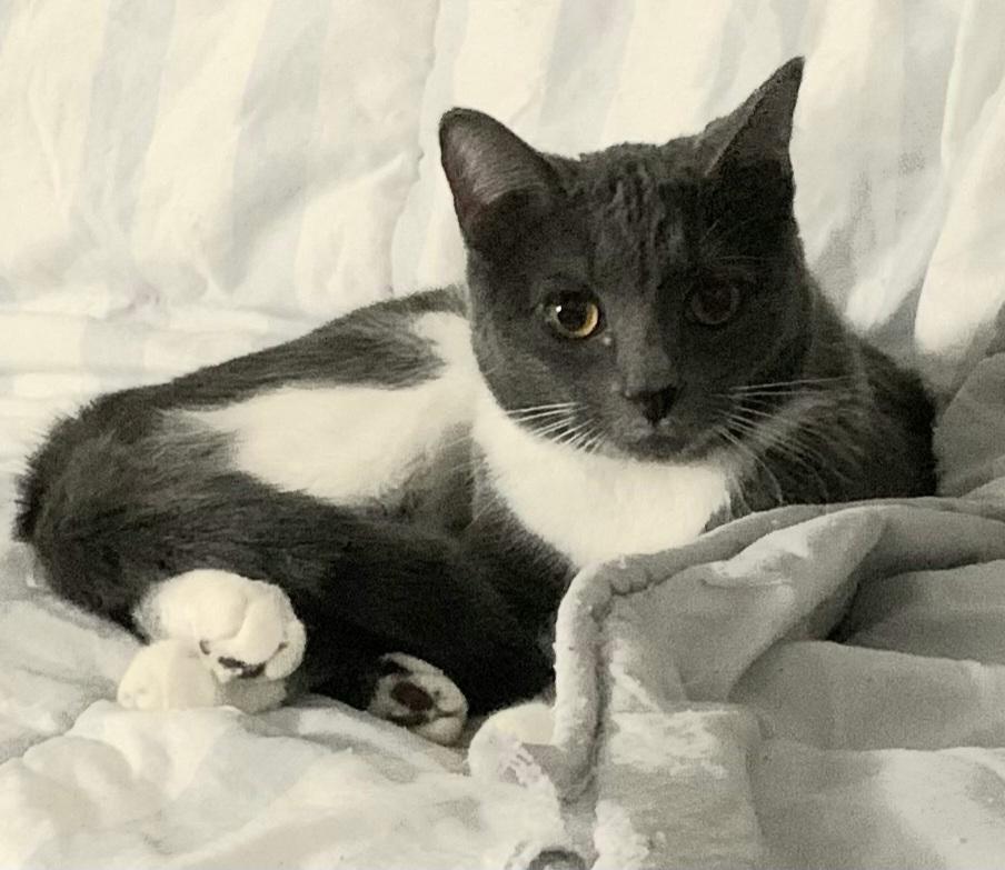 Cream Puff, a Adoptable Domestic Short Hair in Greenville, NC image 1/6