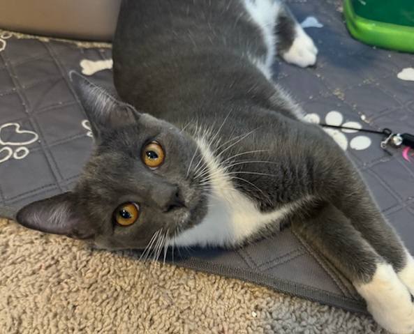 Cream Puff, a Adoptable Domestic Short Hair in Greenville, NC image 2/6