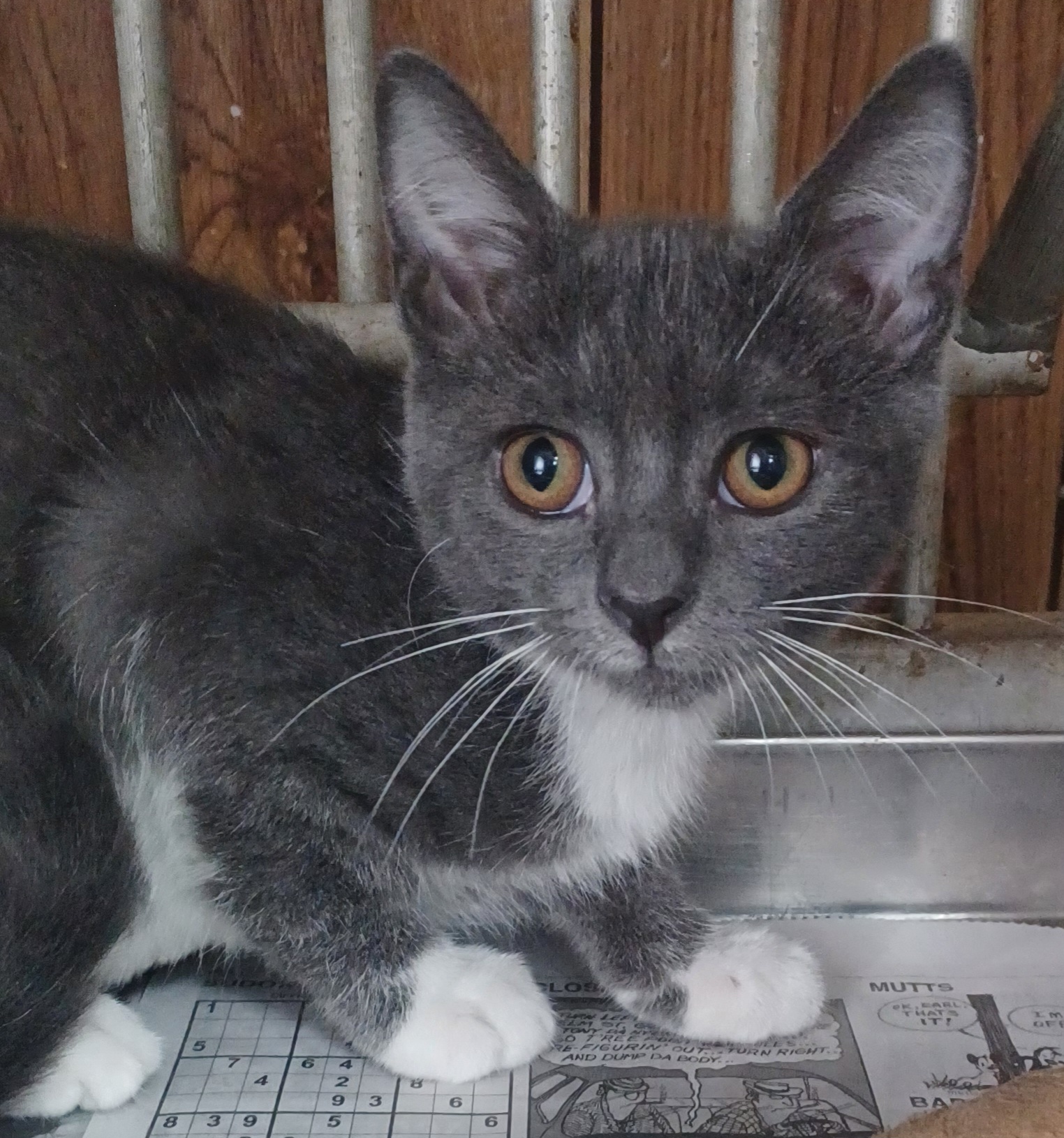 Cream Puff, a Adoptable Domestic Short Hair in Greenville, NC image 5/6