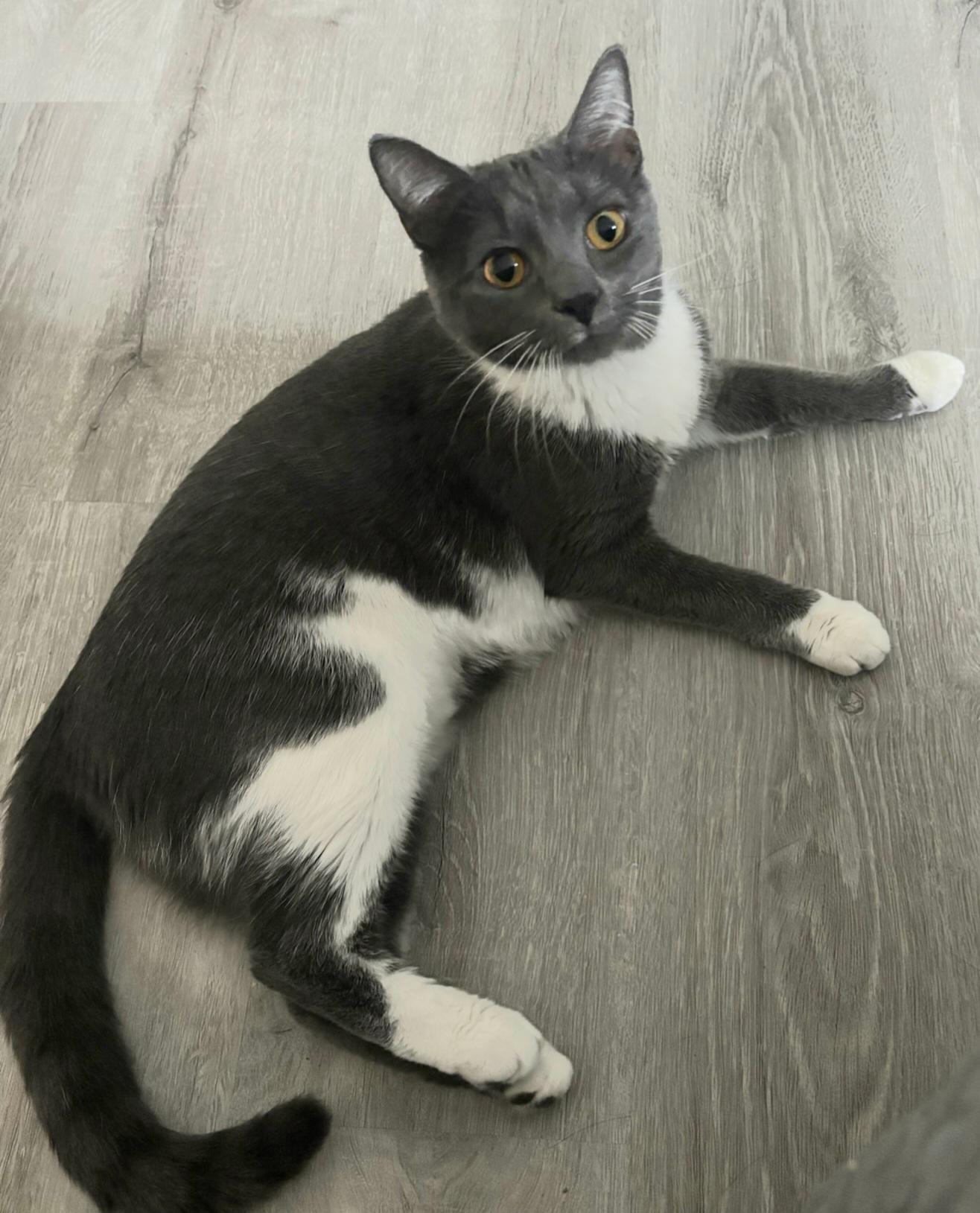 Cream Puff, a Adoptable Domestic Short Hair in Greenville, NC image 4/6