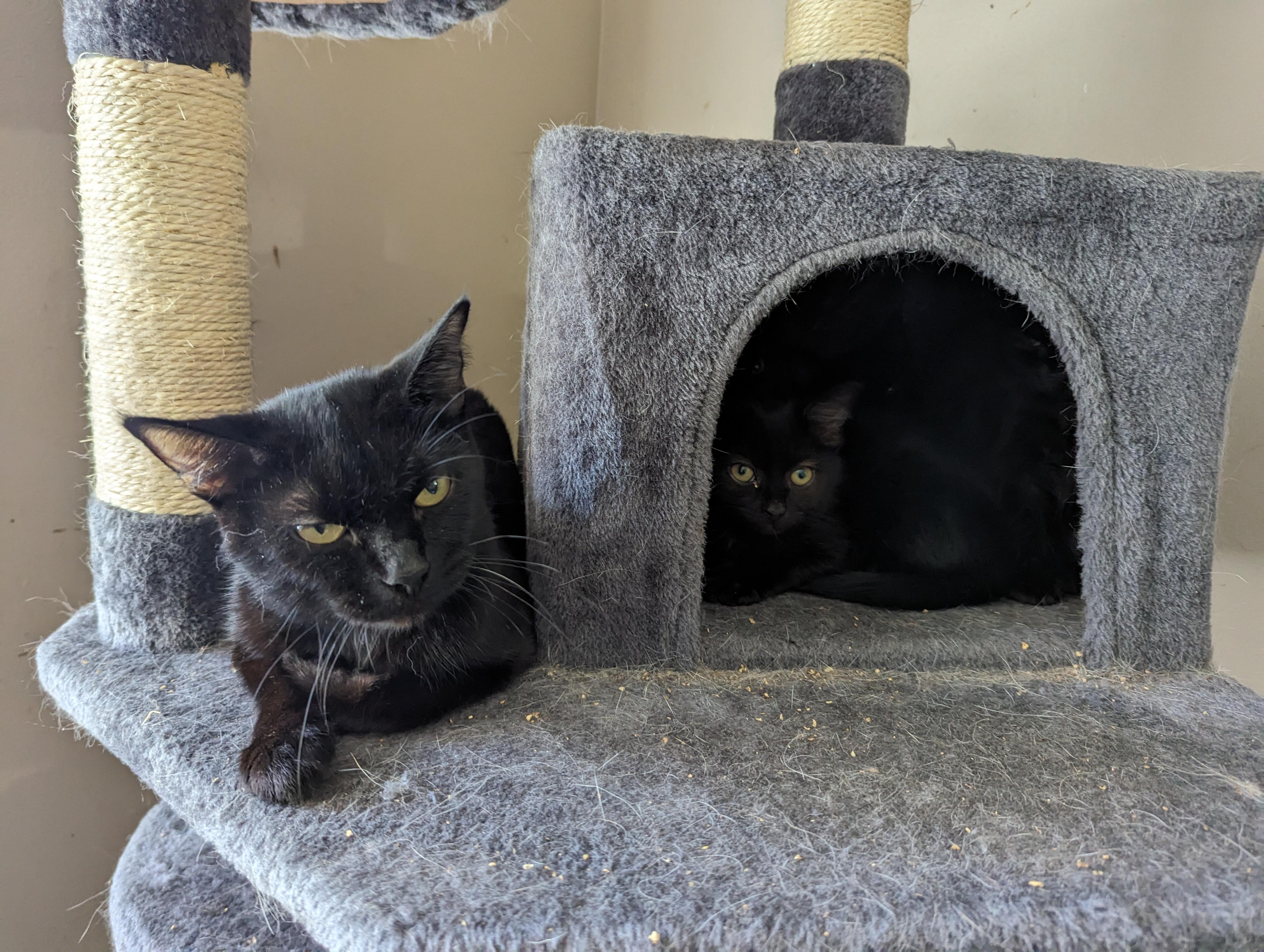 Gabby, Adopted, Adult Female Domestic Short Hair.