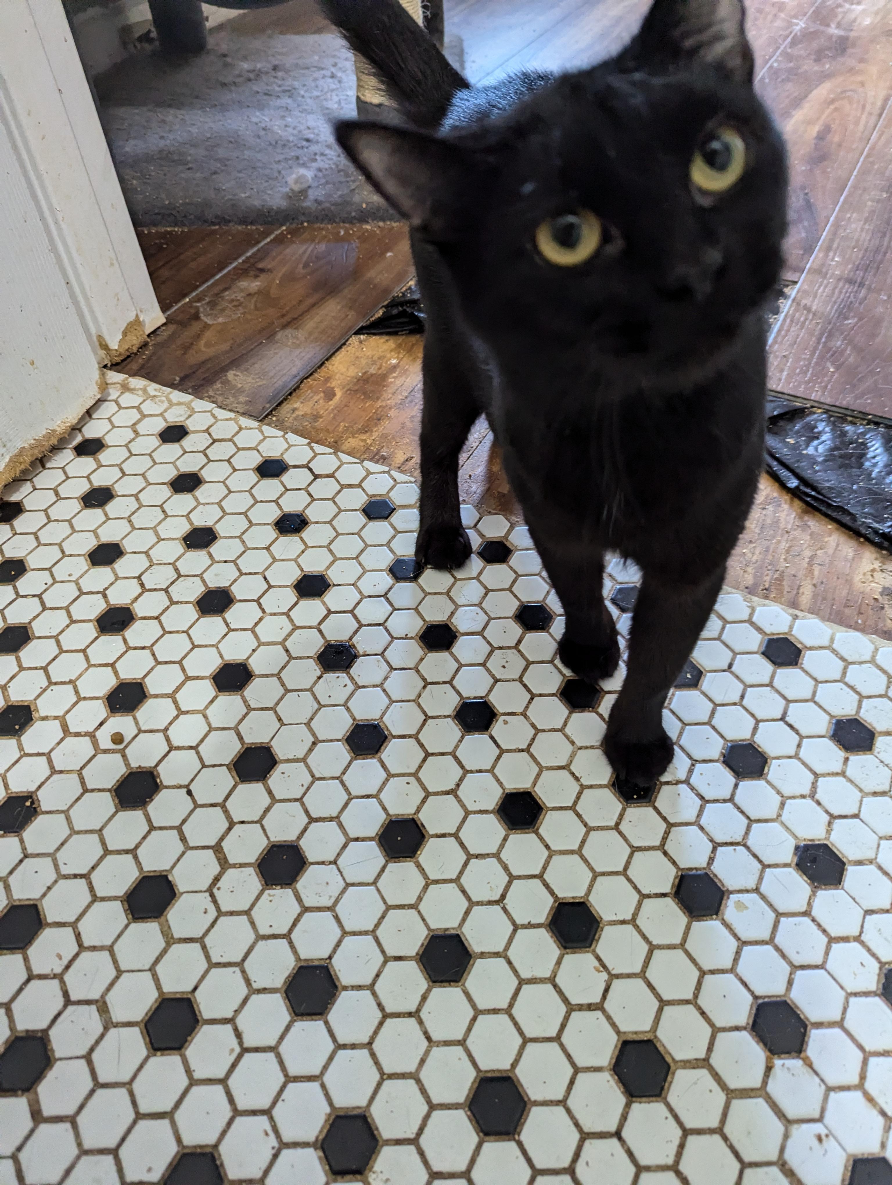 Enlarge Gabby, a Adopted Domestic Short Hair in Xenia, OH image 3/6