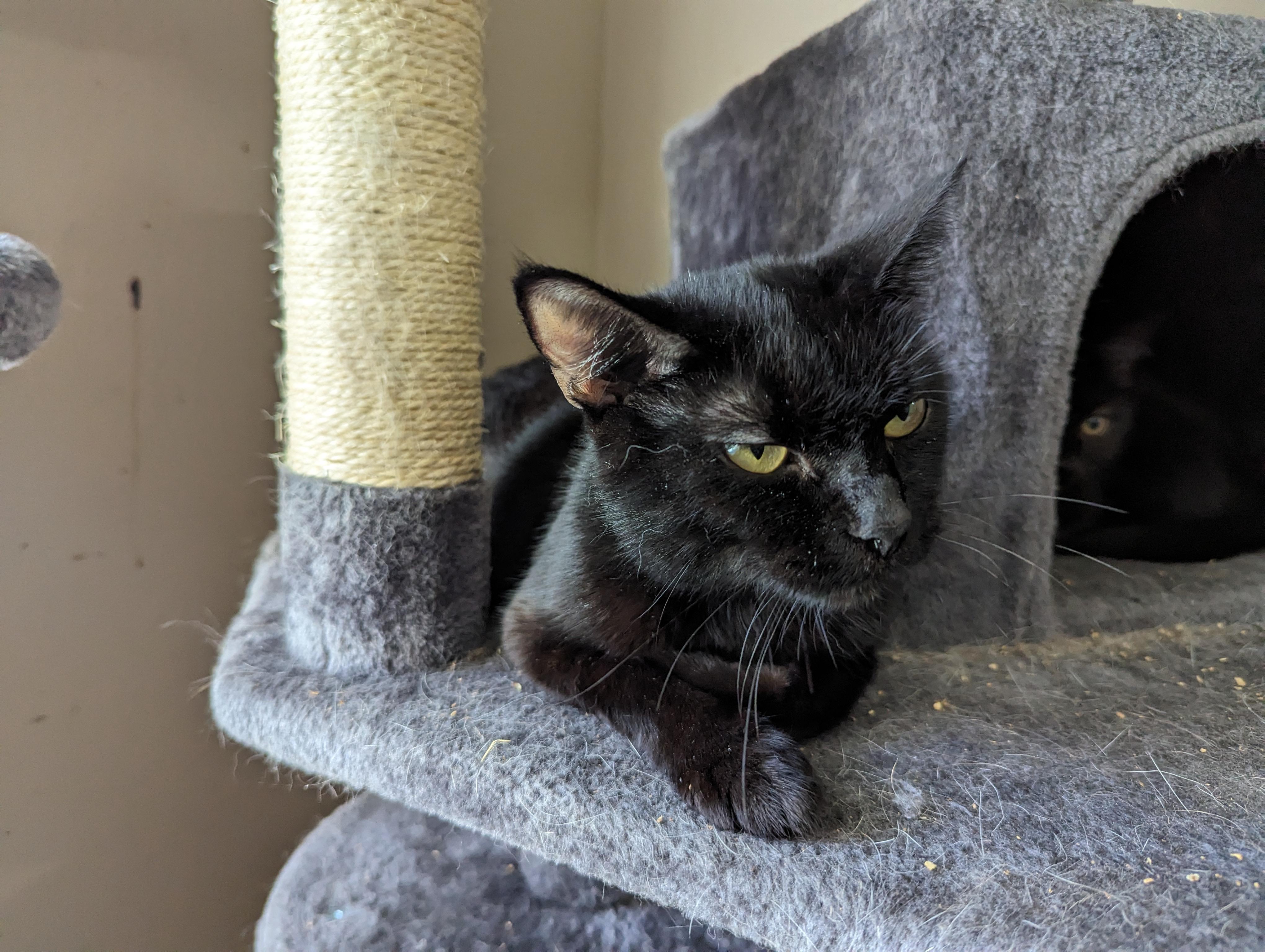 Enlarge Gabby, a Adopted Domestic Short Hair in Xenia, OH image 4/6