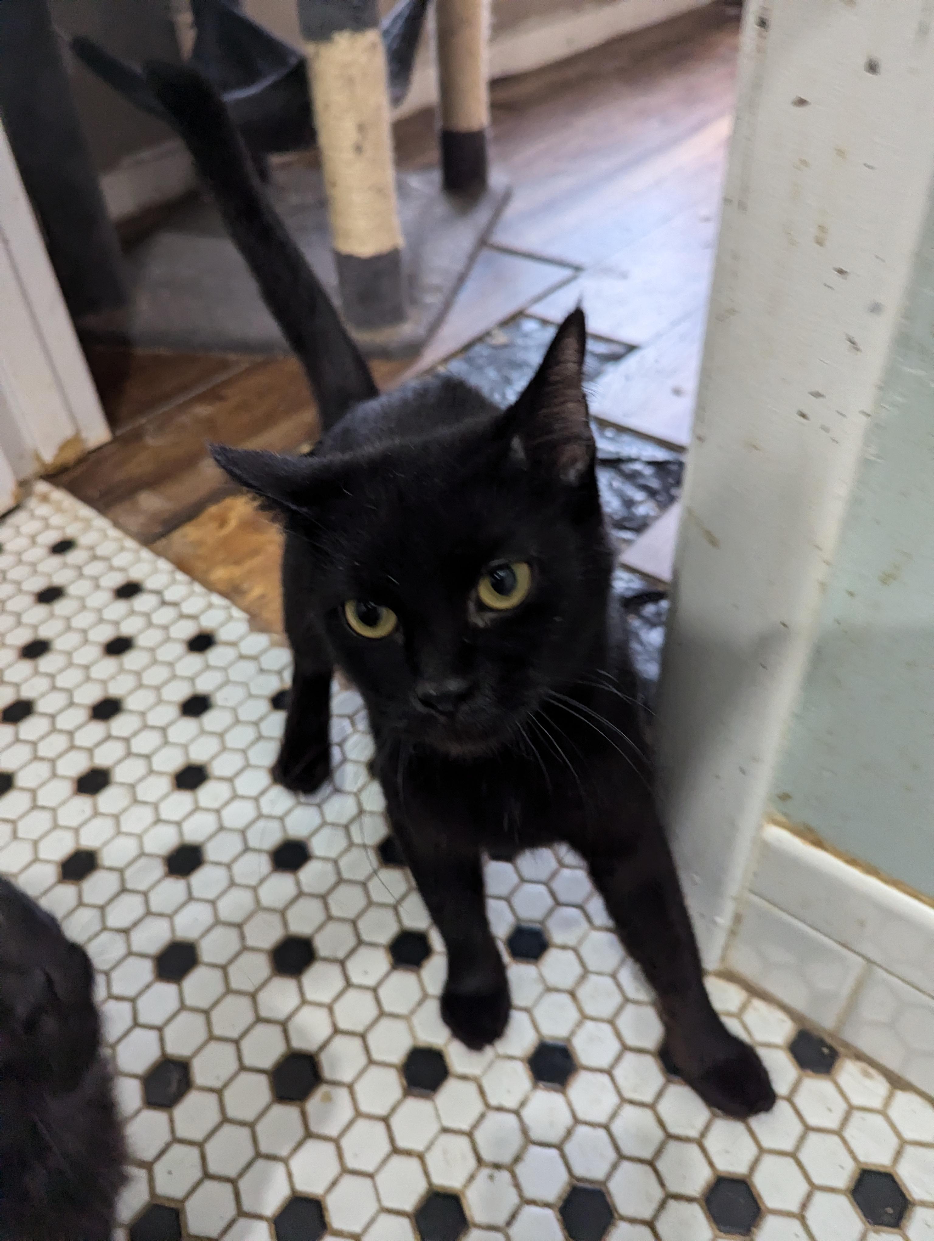 Enlarge Gabby, a Adopted Domestic Short Hair in Xenia, OH image 2/6